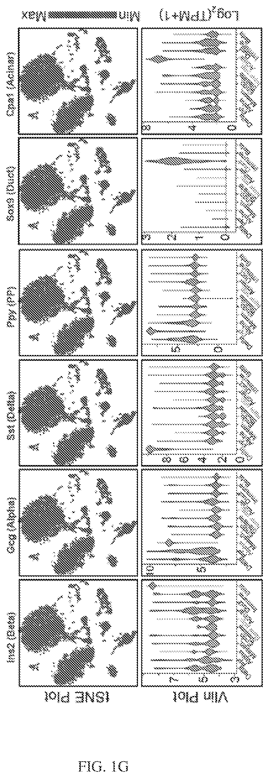 Patent US12564611 Figure 4 – Pancreatic endocrine progenitor cells and use thereof