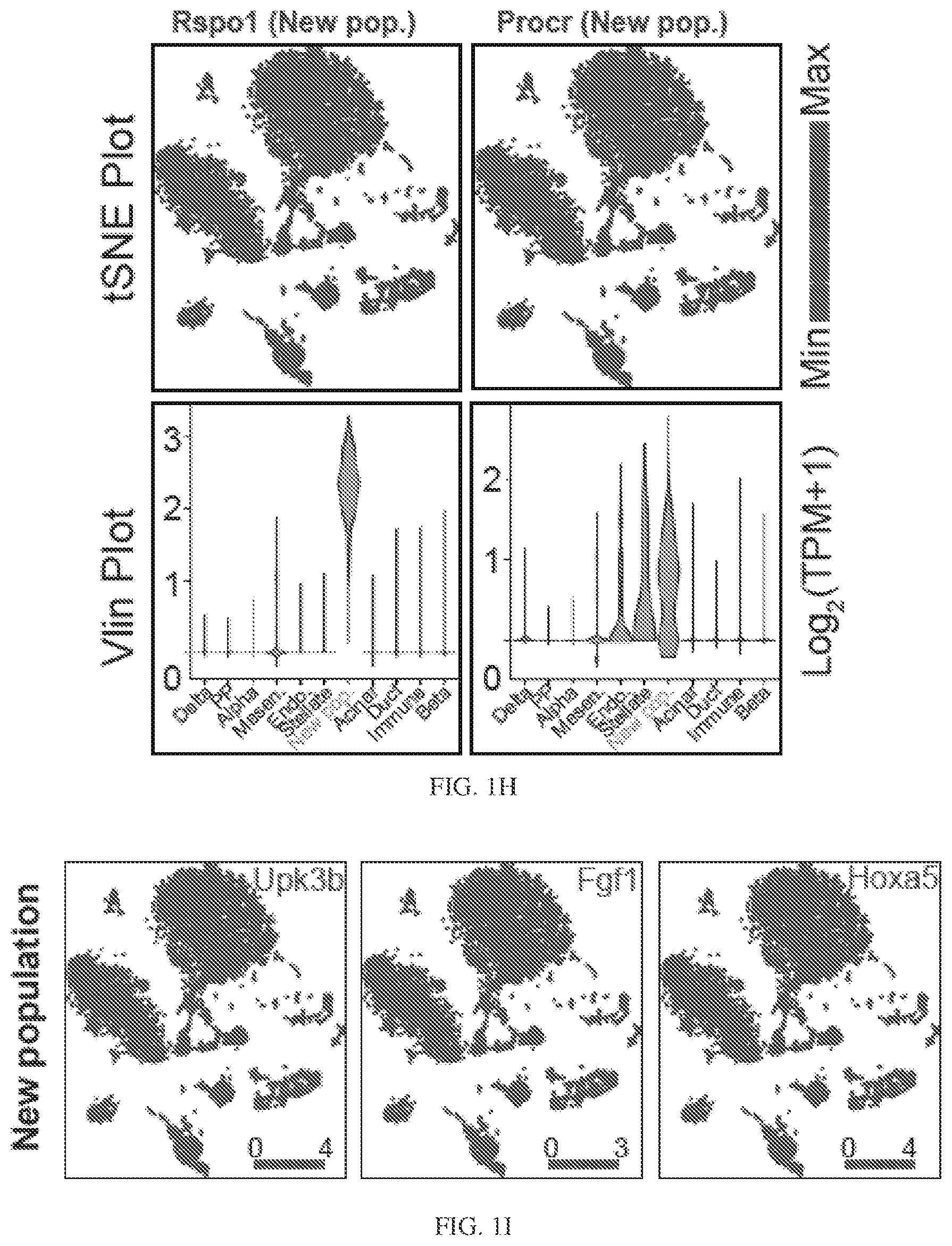 Patent US12564611 Figure 5 – Pancreatic endocrine progenitor cells and use thereof