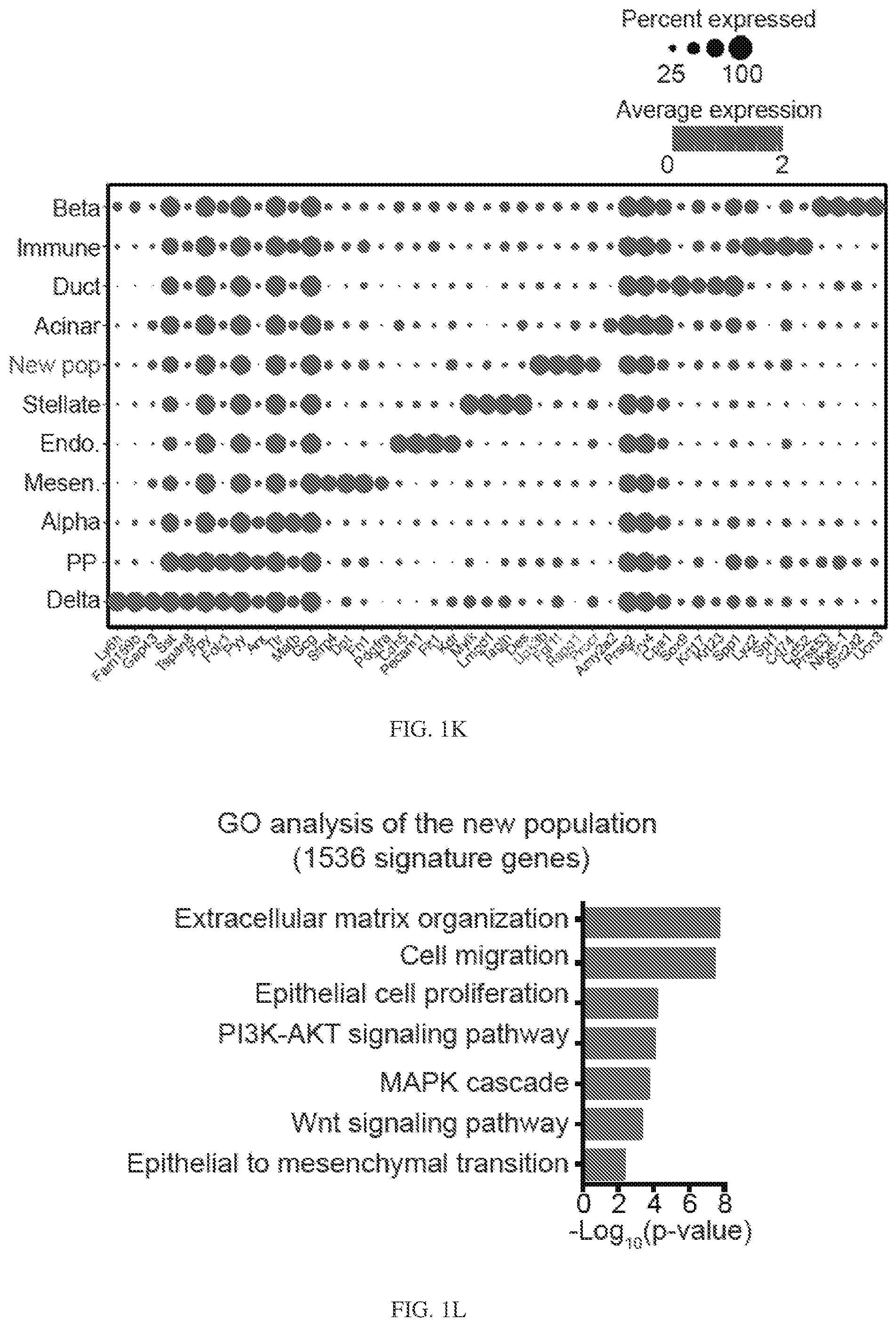 Patent US12564611 Figure 7 – Pancreatic endocrine progenitor cells and use thereof