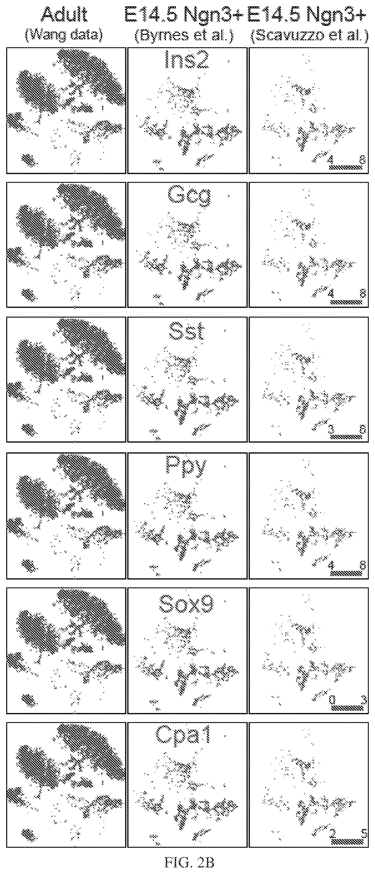 Patent US12564611 Figure 10 – Pancreatic endocrine progenitor cells and use thereof