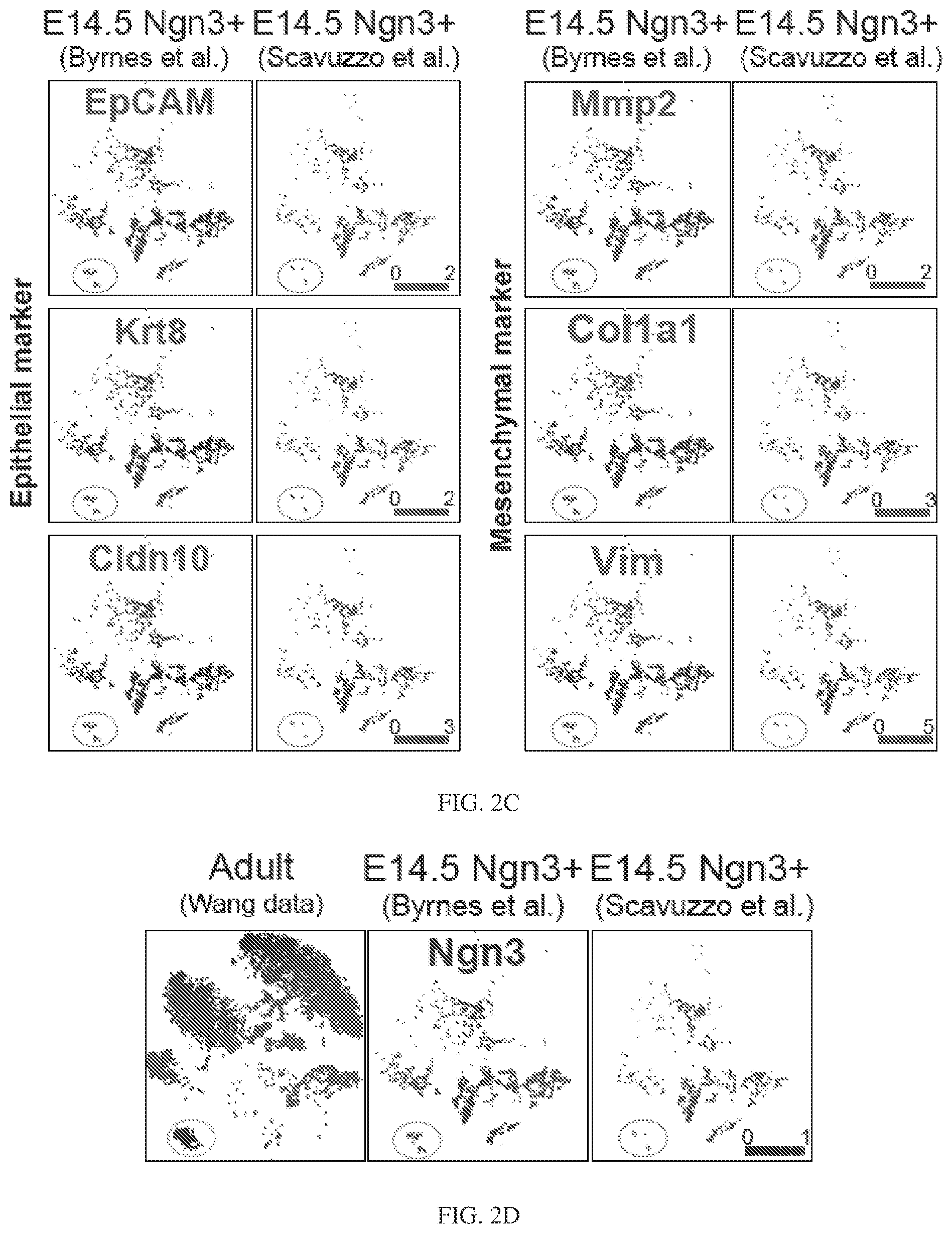 Patent US12564611 Figure 11 – Pancreatic endocrine progenitor cells and use thereof