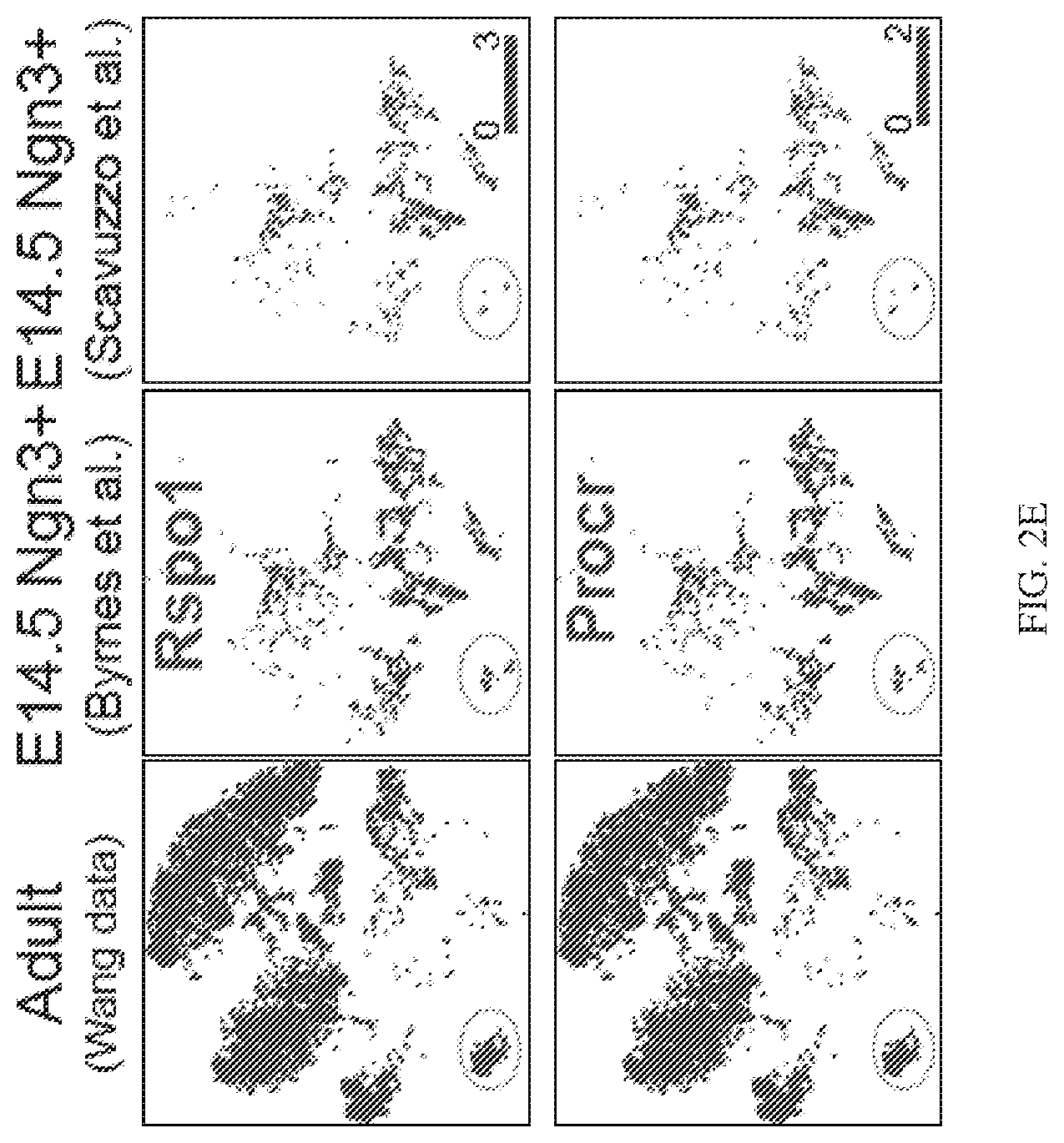 Patent US12564611 Figure 12 – Pancreatic endocrine progenitor cells and use thereof