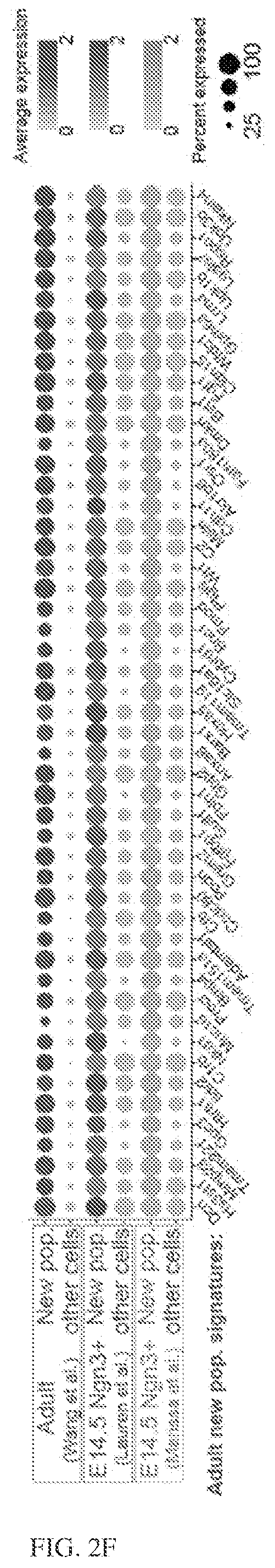 Patent US12564611 Figure 13 – Pancreatic endocrine progenitor cells and use thereof