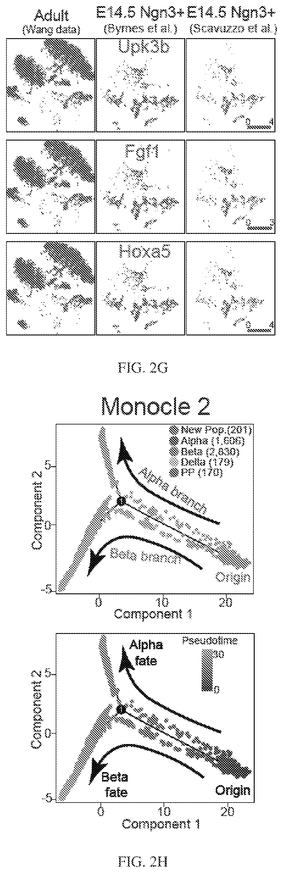Patent US12564611 Figure 14 – Pancreatic endocrine progenitor cells and use thereof