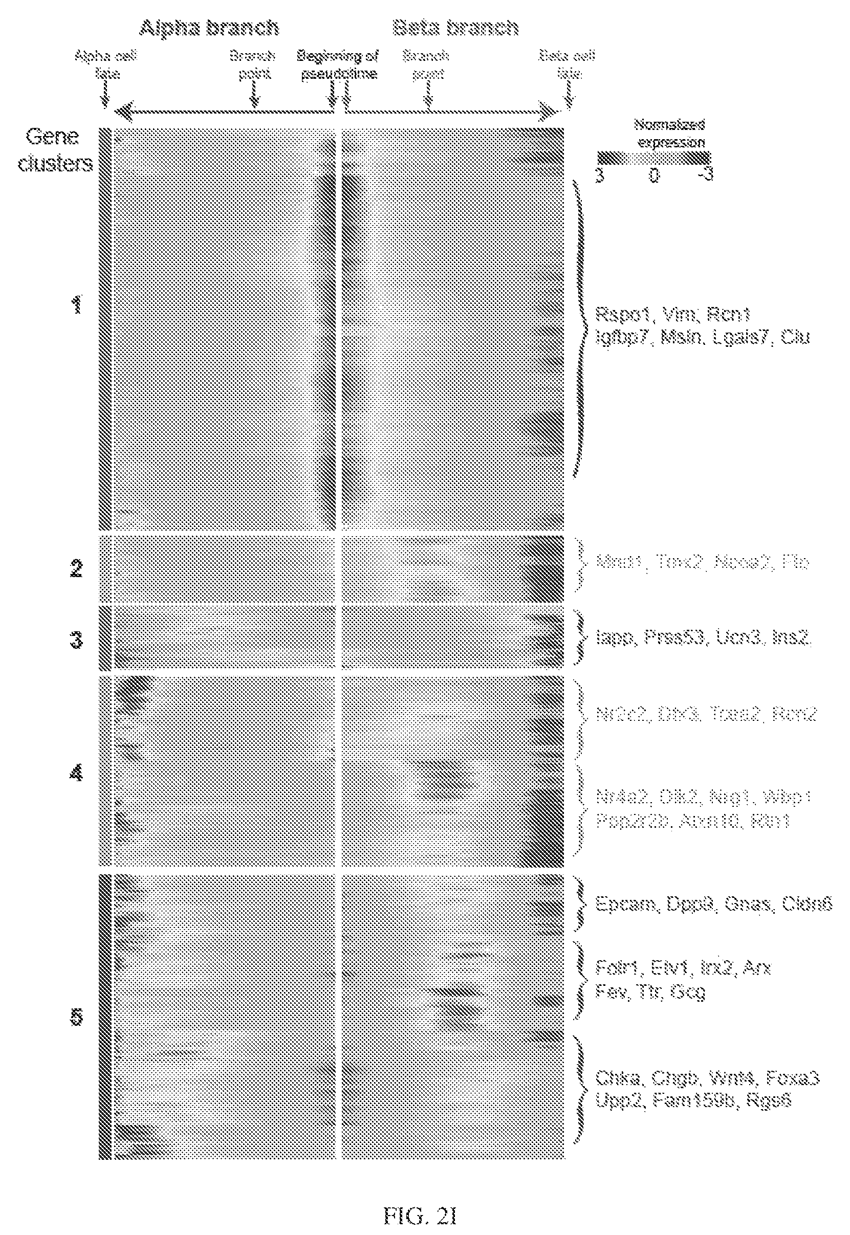 Patent US12564611 Figure 15 – Pancreatic endocrine progenitor cells and use thereof