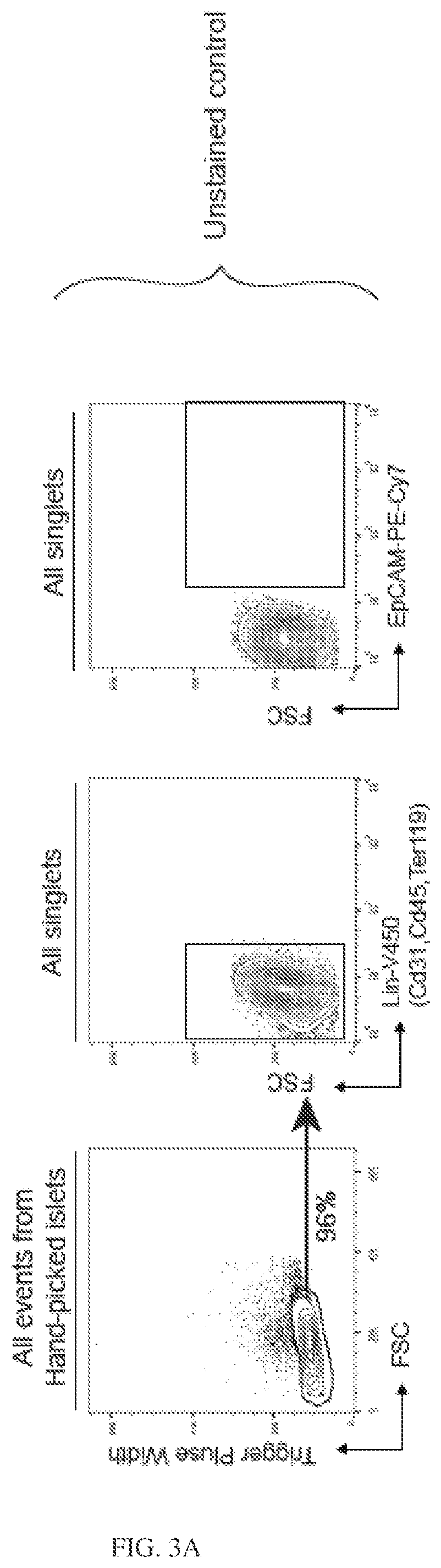 Patent US12564611 Figure 16 – Pancreatic endocrine progenitor cells and use thereof