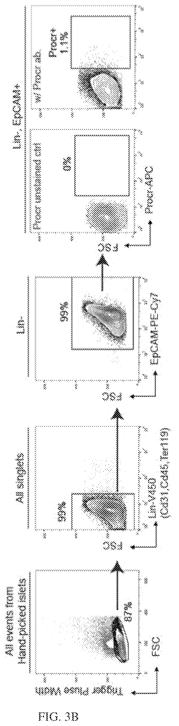 Patent US12564611 Figure 17 – Pancreatic endocrine progenitor cells and use thereof