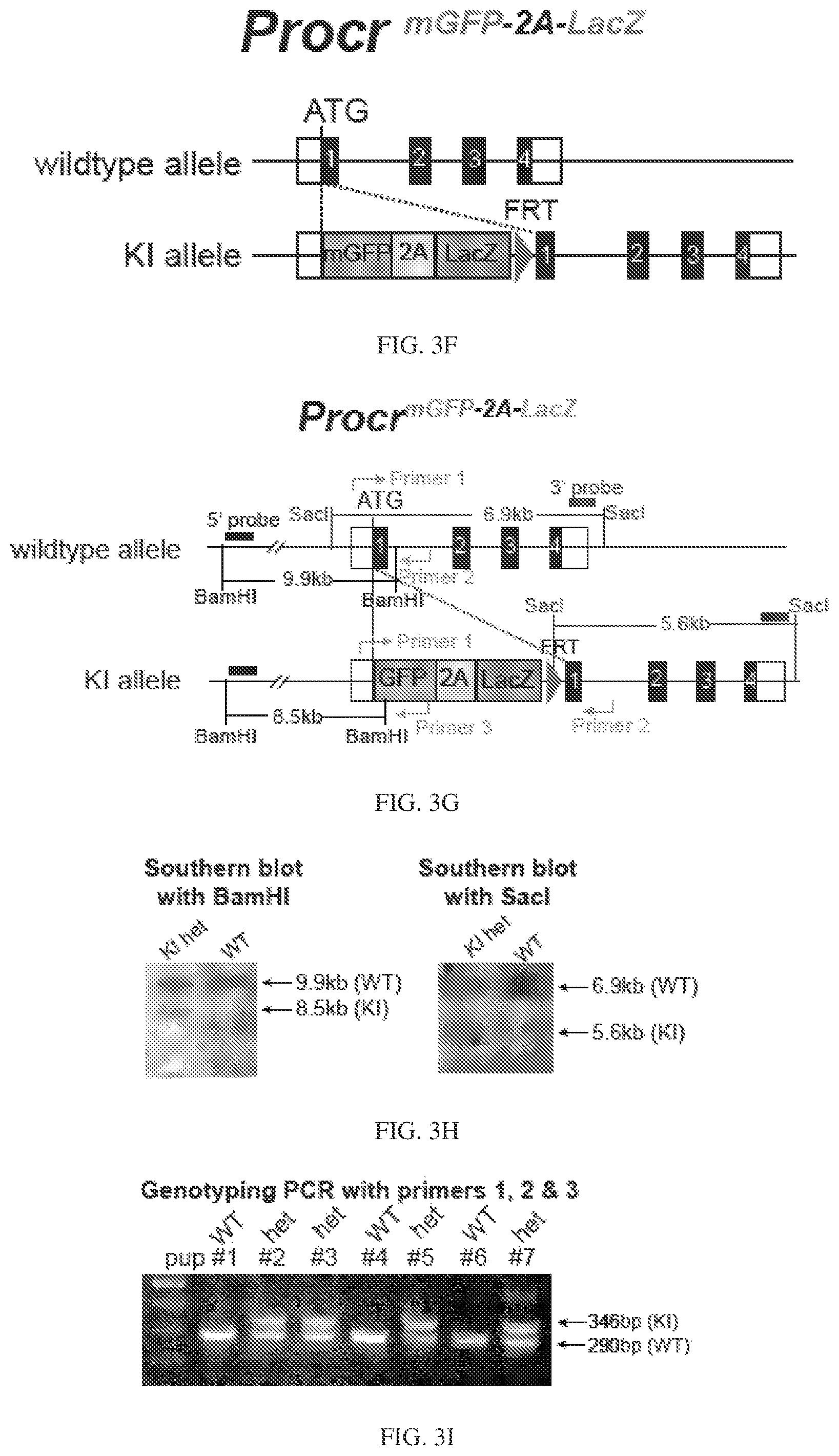 Patent US12564611 Figure 19 – Pancreatic endocrine progenitor cells and use thereof