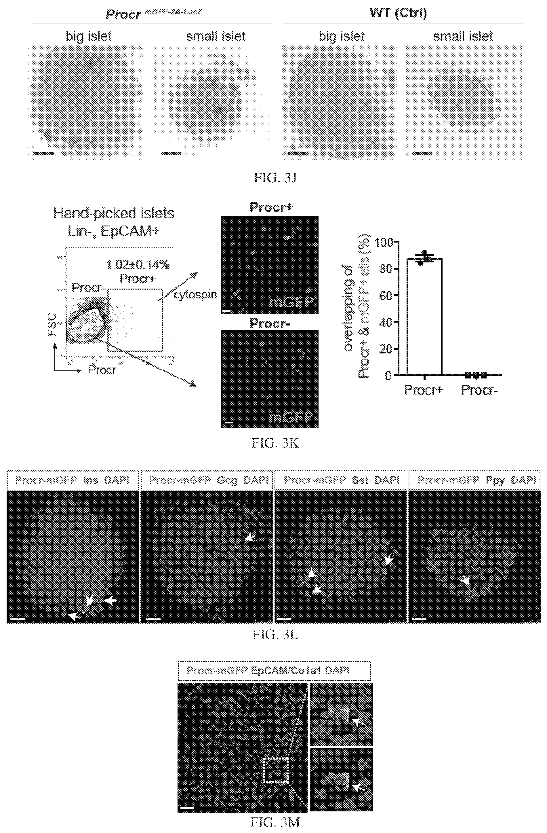 Patent US12564611 Figure 20 – Pancreatic endocrine progenitor cells and use thereof