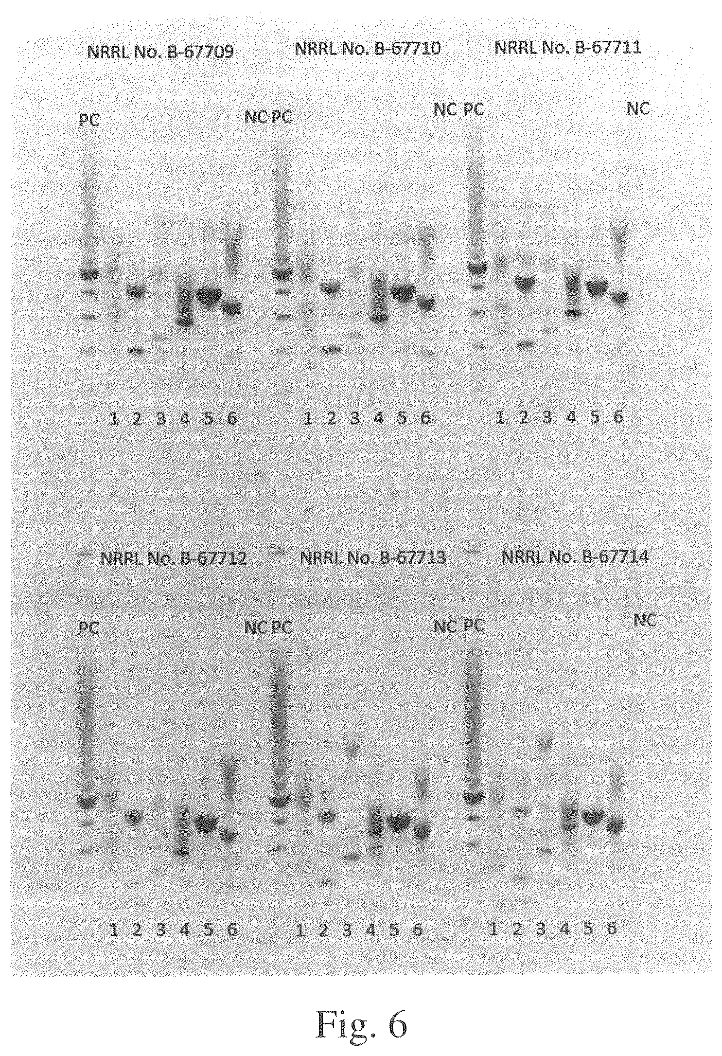 Patent US12564612 Figure 11 – Microbial strains and antibiotics