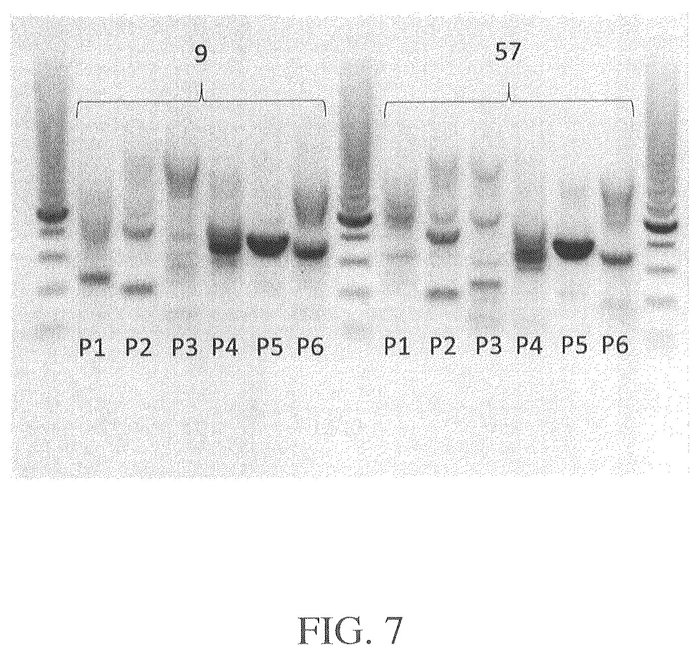 Patent US12564612 Figure 12 – Microbial strains and antibiotics