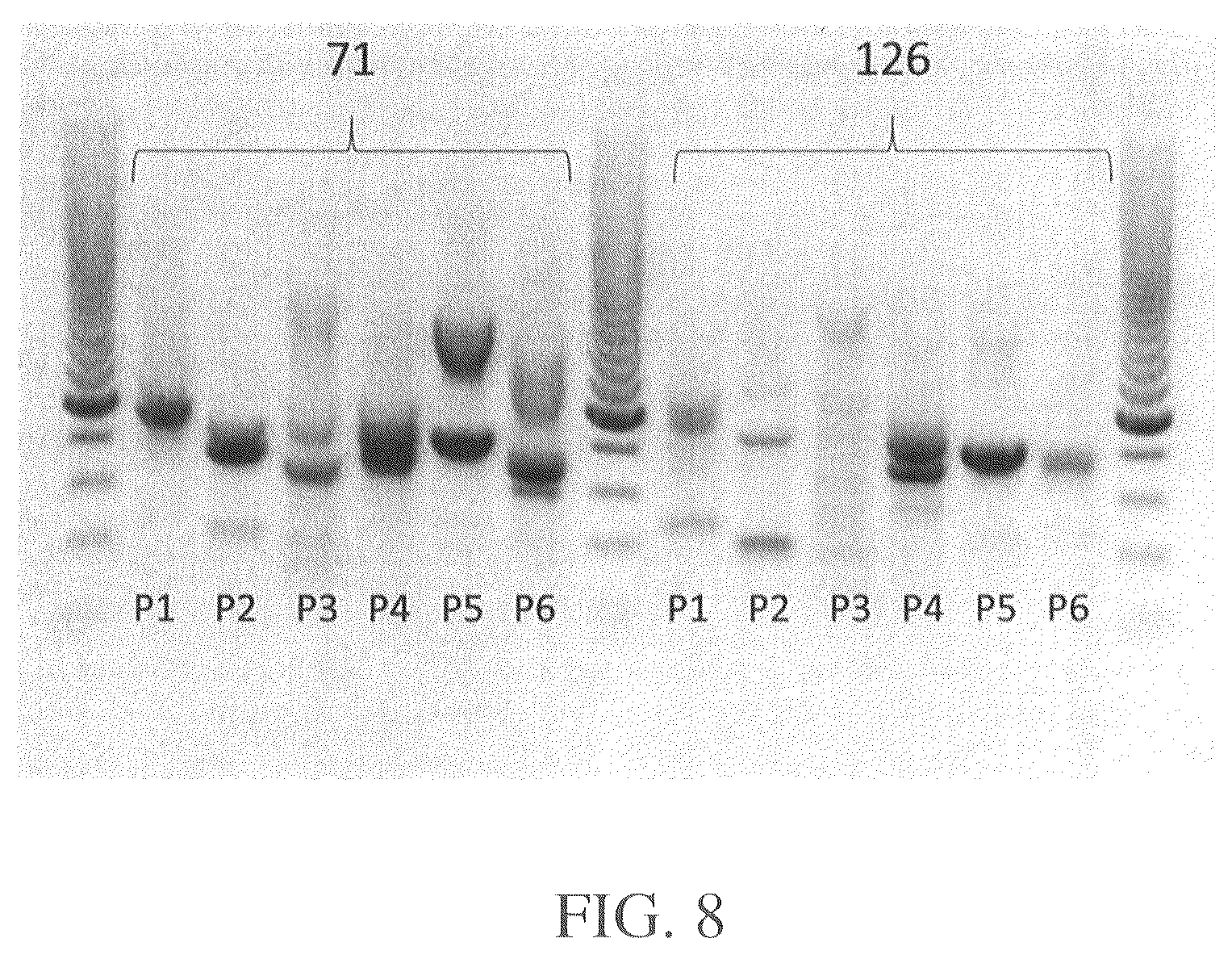 Patent US12564612 Figure 13 – Microbial strains and antibiotics