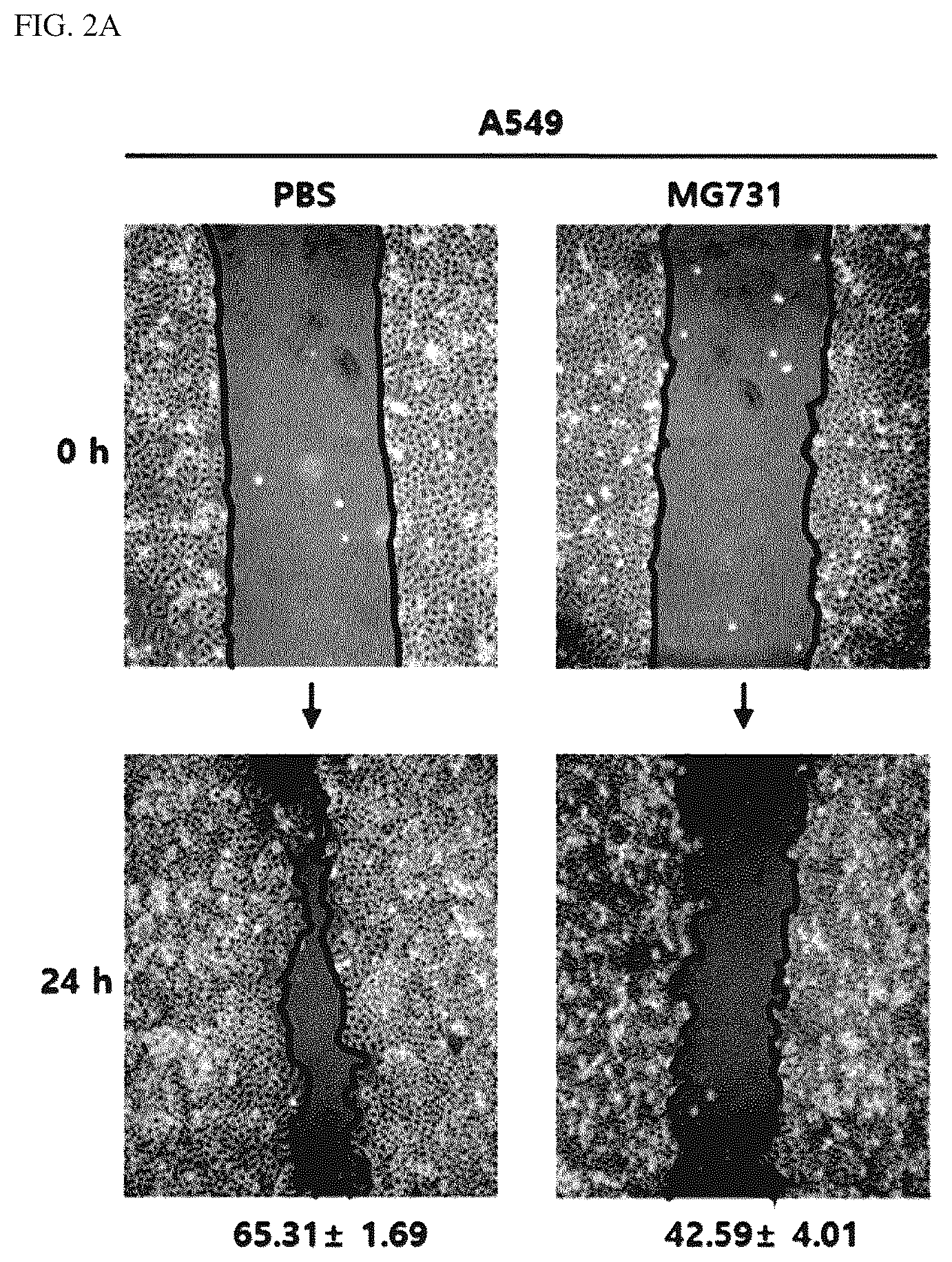 Patent US12564613 Figure 2 – Strains having effects of preventing or treating cancers