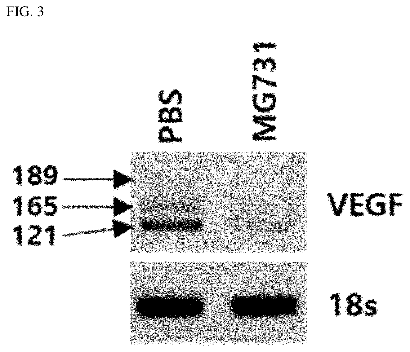 Patent US12564613 Figure 4 – Strains having effects of preventing or treating cancers