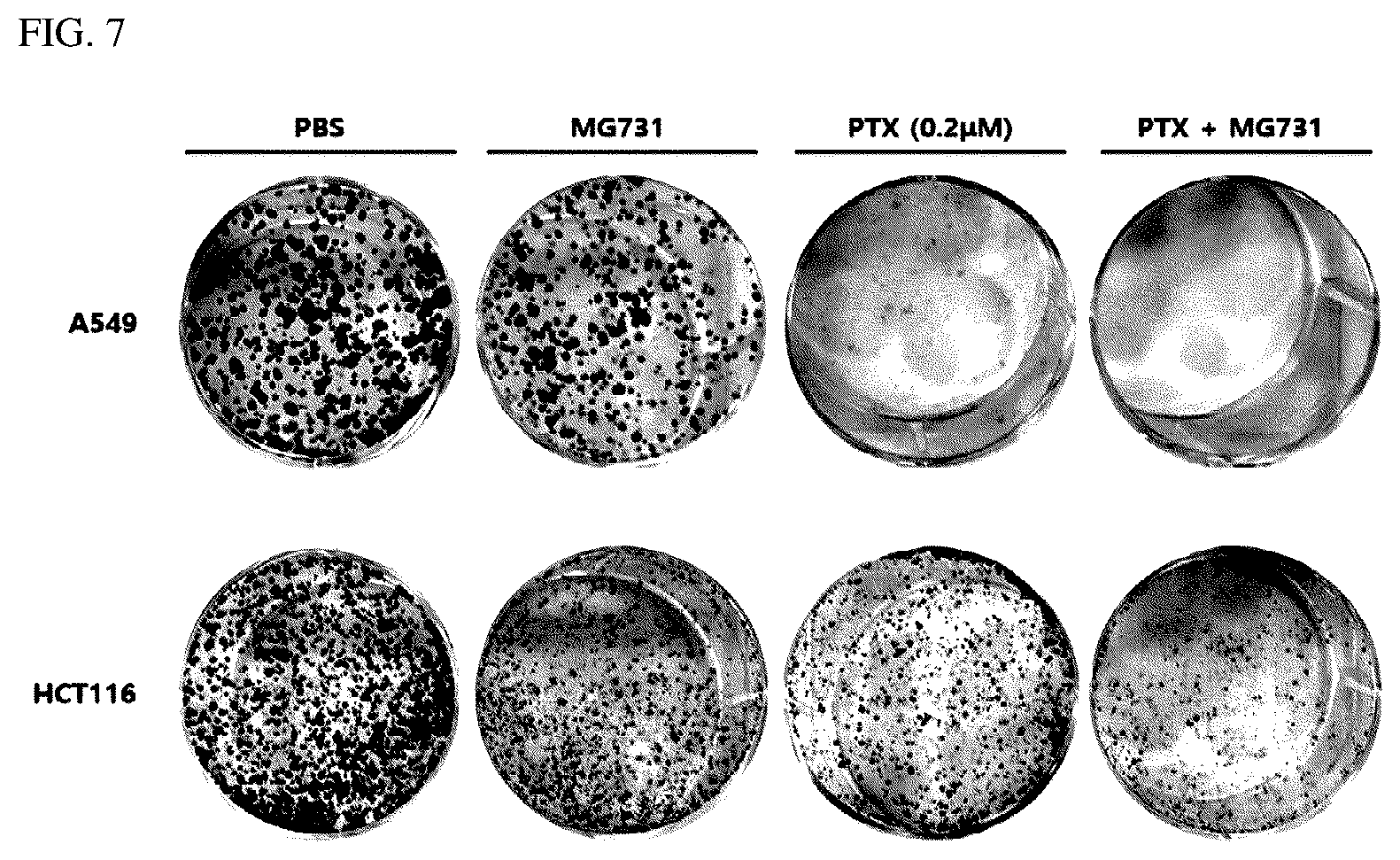 Patent US12564613 Figure 9 – Strains having effects of preventing or treating cancers