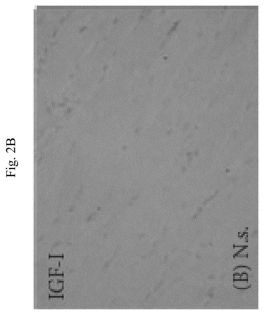 Patent US12564615 Figure 6 – Treatment method for cardiac hypertrophy