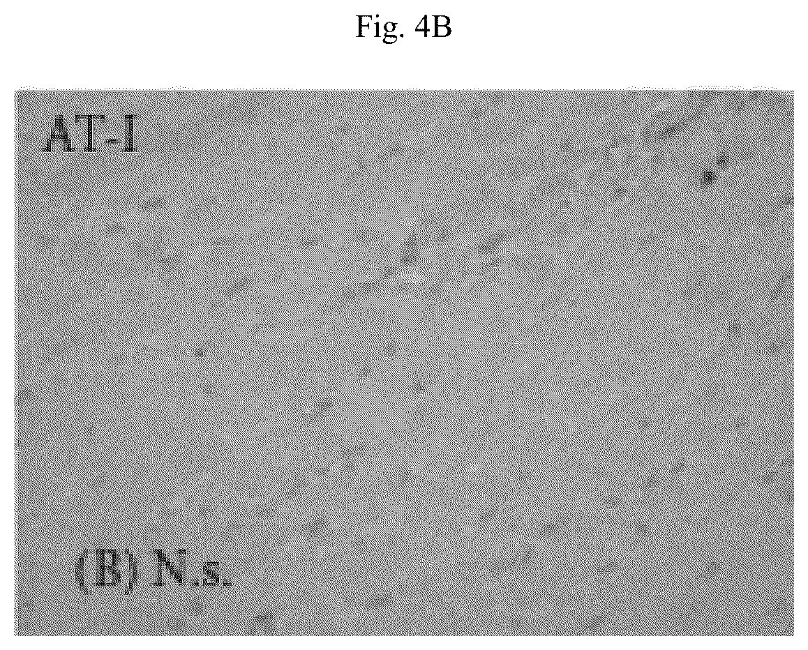 Patent US12564615 Figure 14 – Treatment method for cardiac hypertrophy