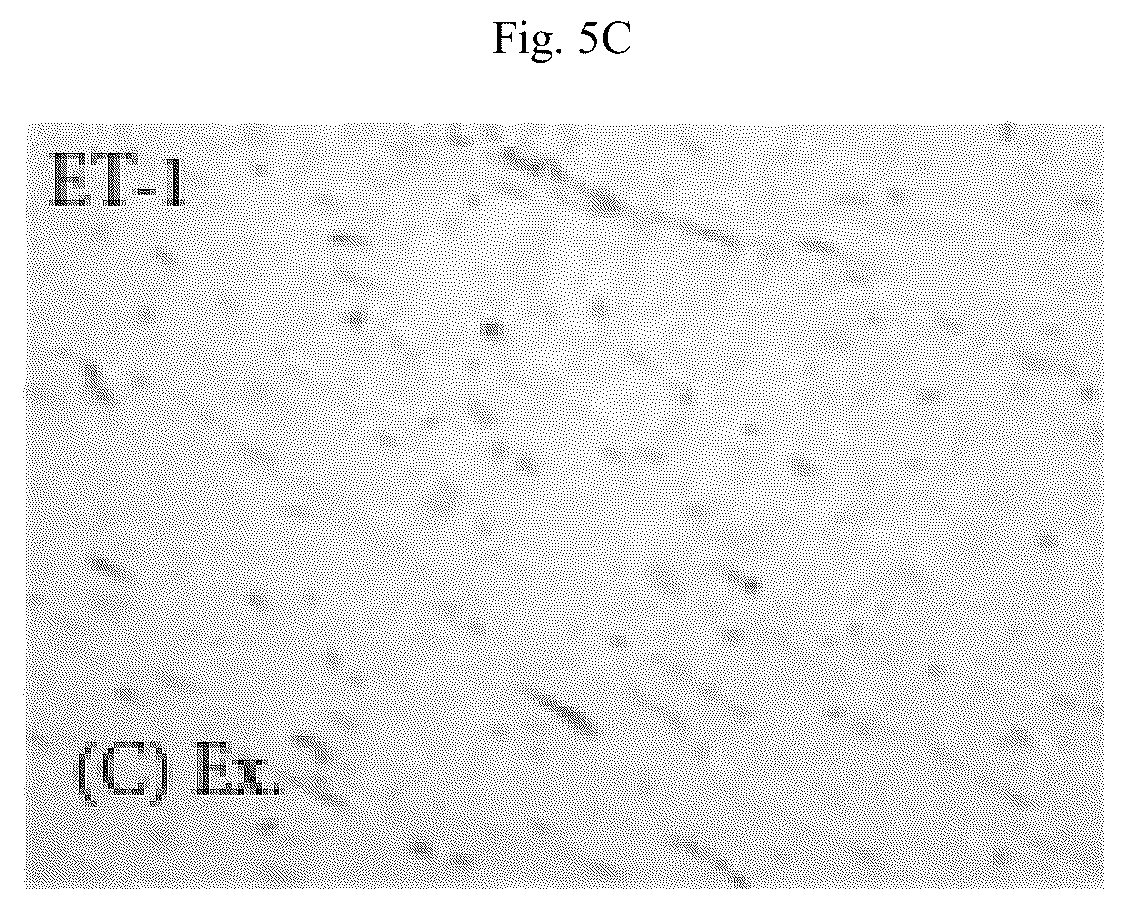 Patent US12564615 Figure 19 – Treatment method for cardiac hypertrophy