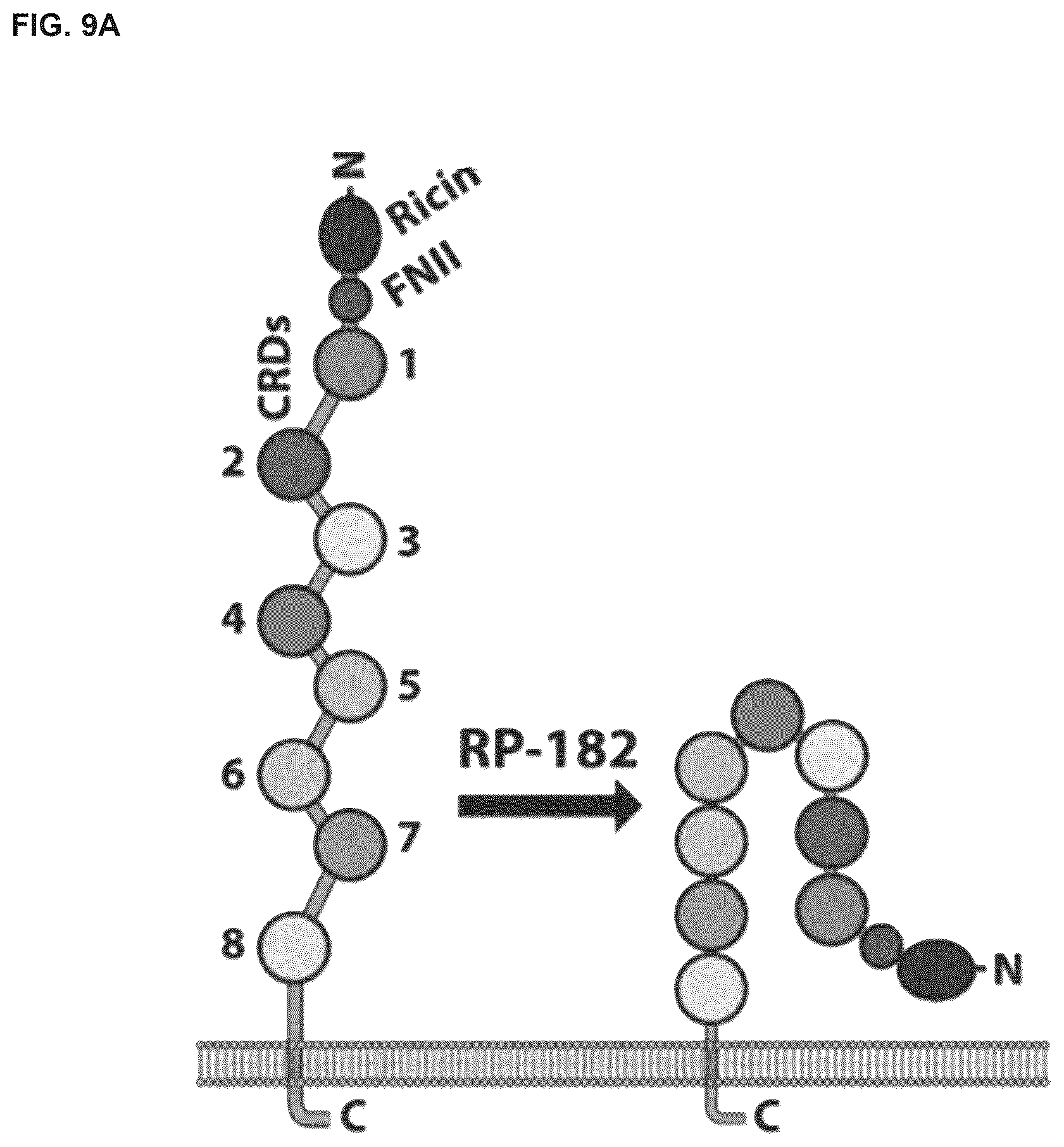 Patent US12564617 Figure 12 – Methods for modulating macrophage activity
