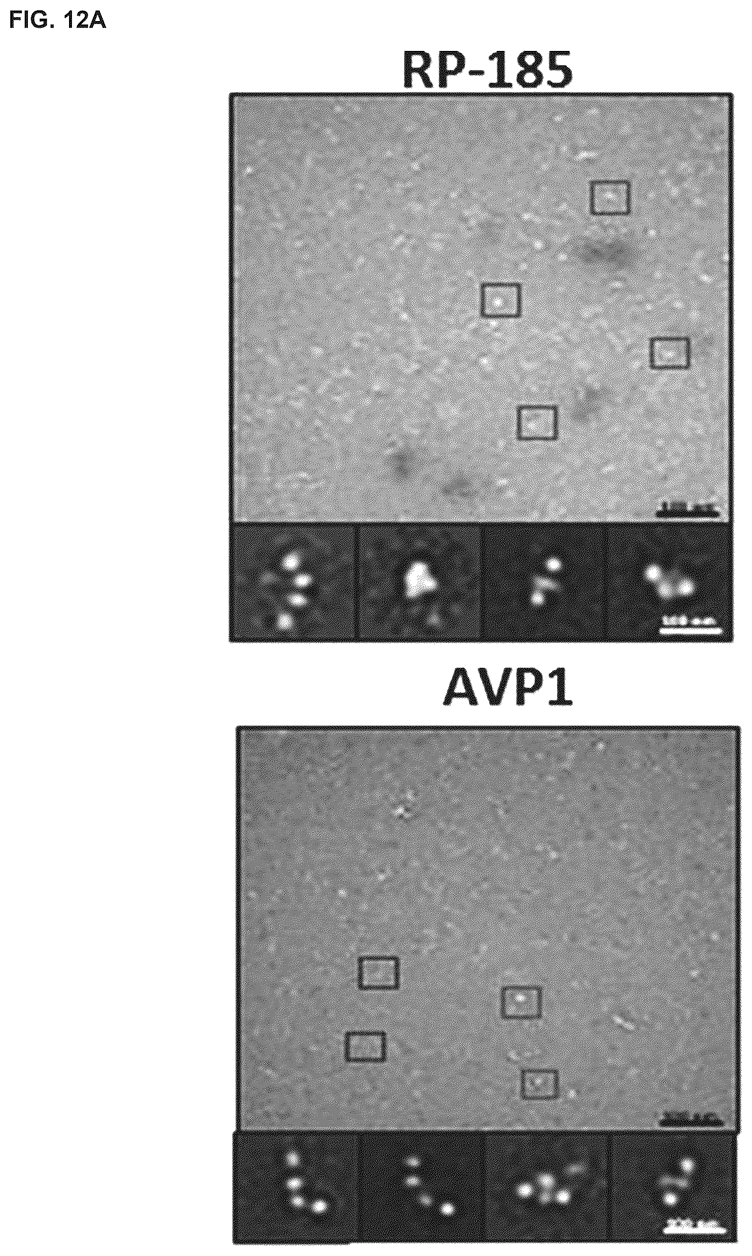 Patent US12564617 Figure 15 – Methods for modulating macrophage activity