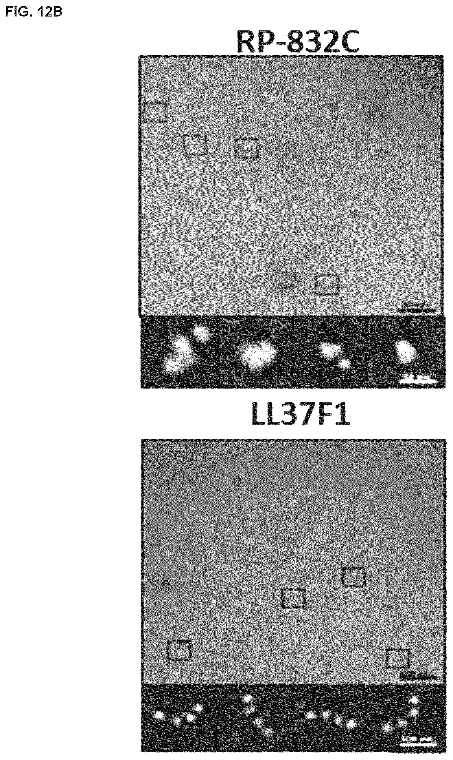 Patent US12564617 Figure 16 – Methods for modulating macrophage activity