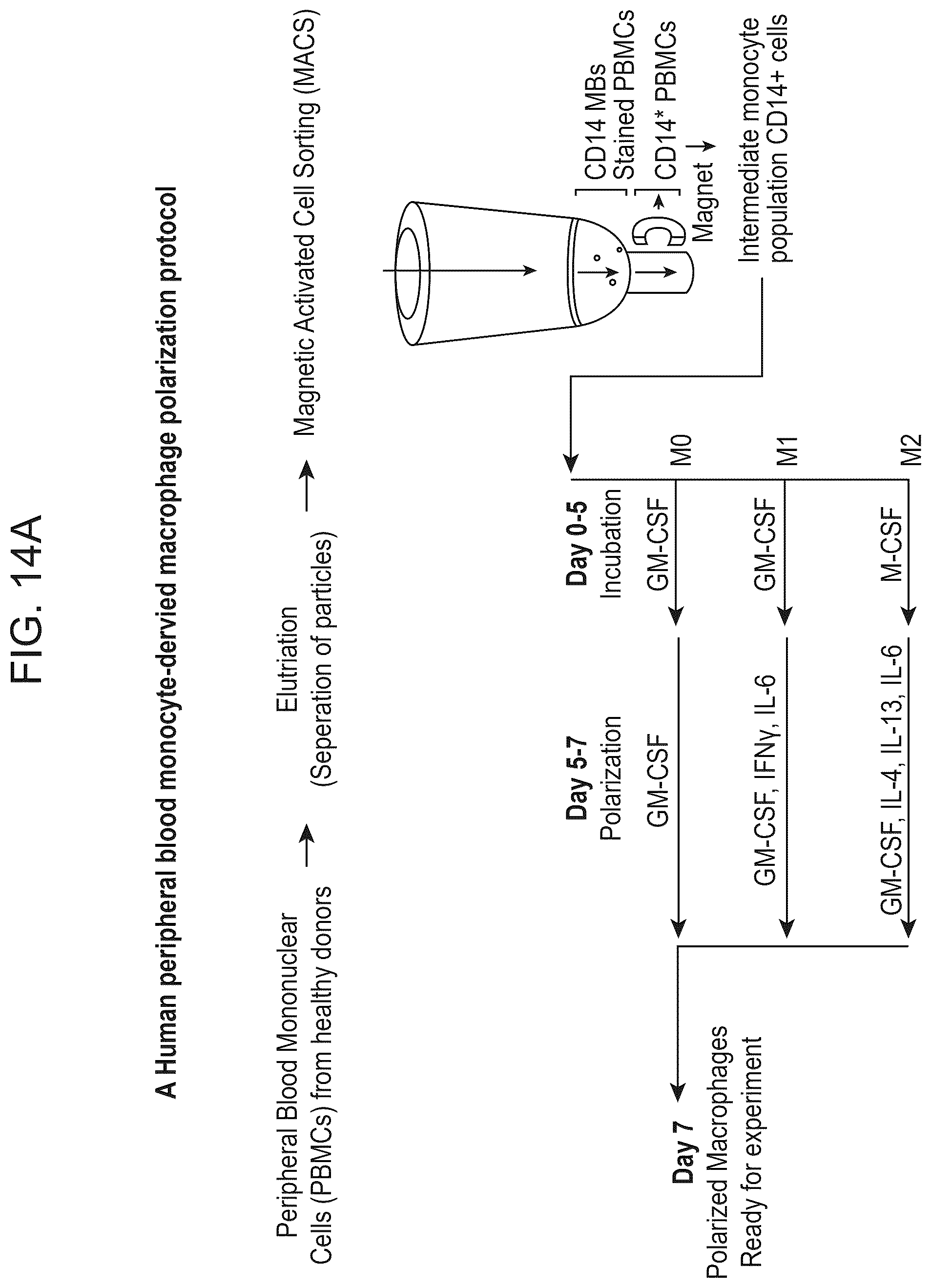 Patent US12564617 Figure 19 – Methods for modulating macrophage activity