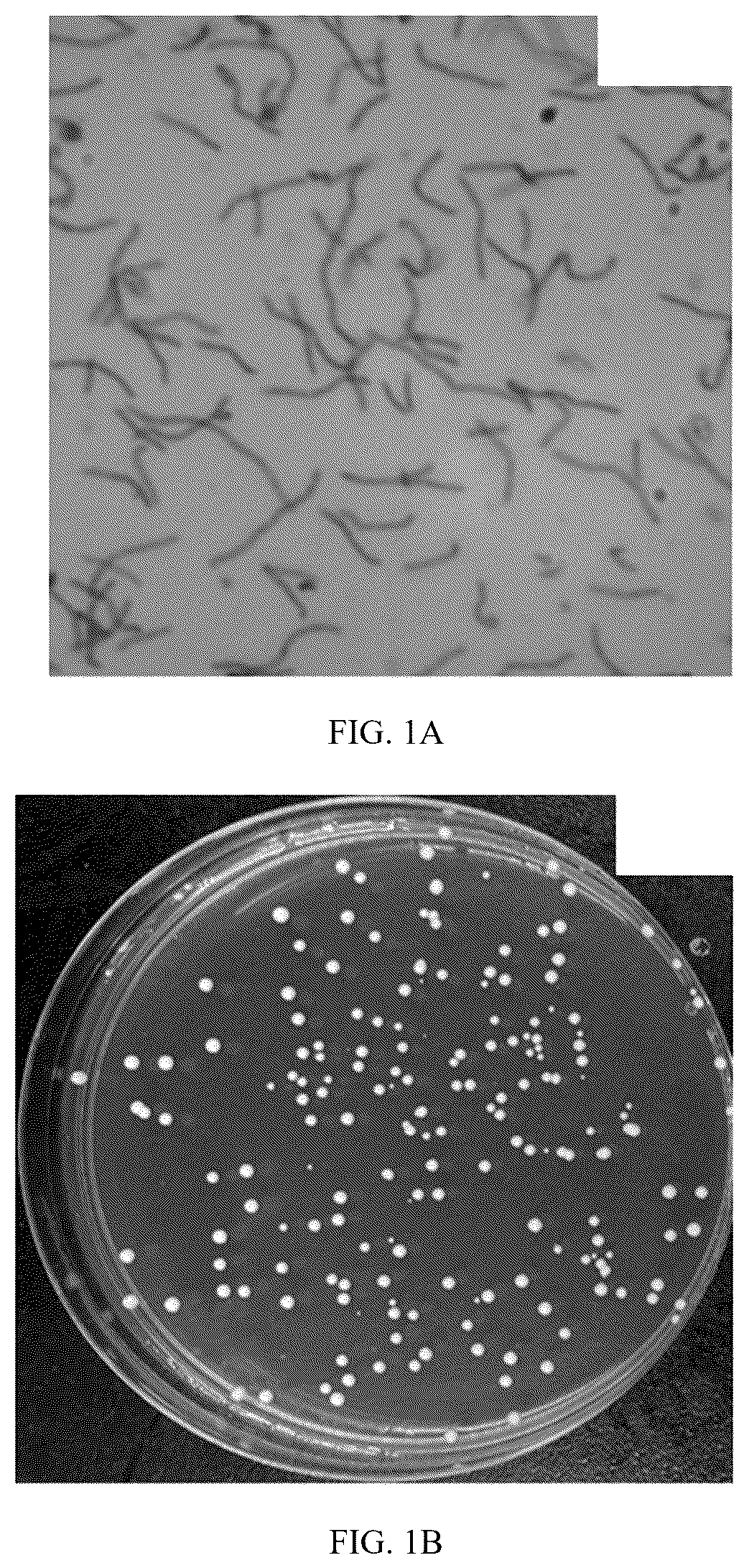 Patent US12564618 Figure 1 – Antihypertensive peptide probiotic goat milk powder and preparation method thereof