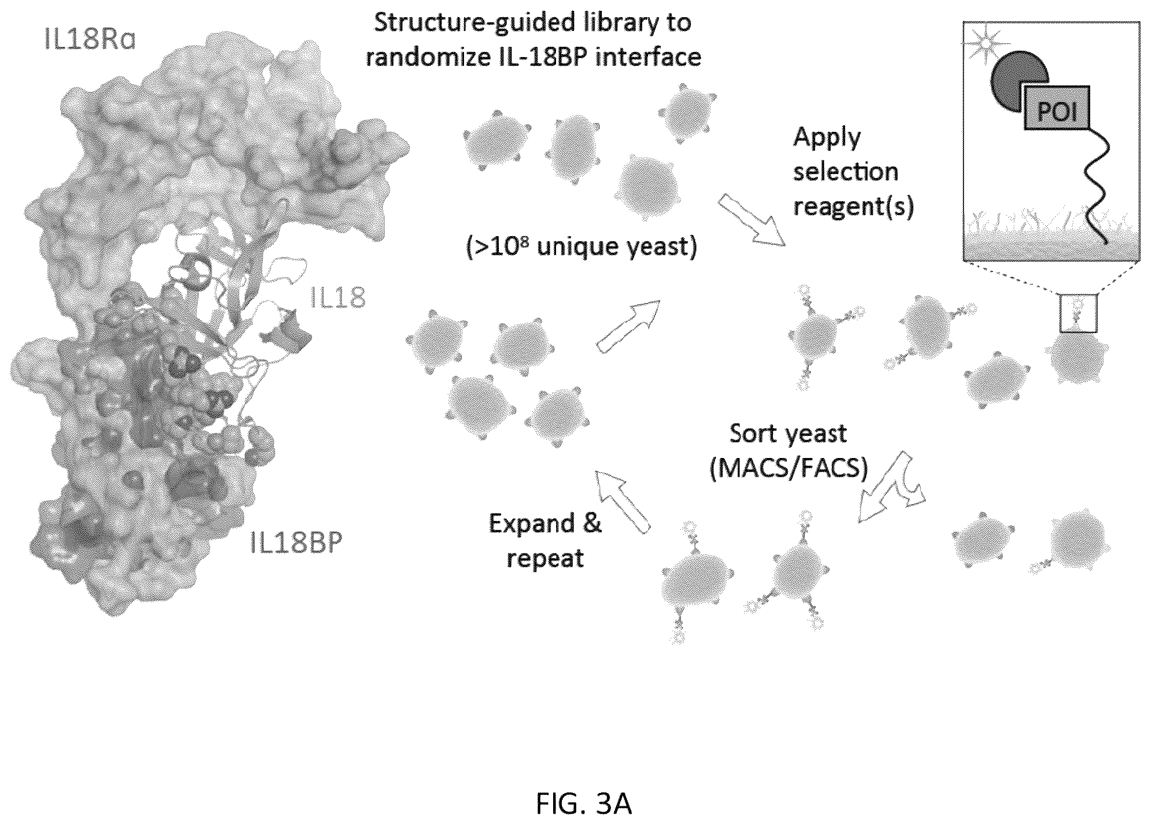 Patent US12564621 Figure 4 – Interleukin-18 variants and methods of use