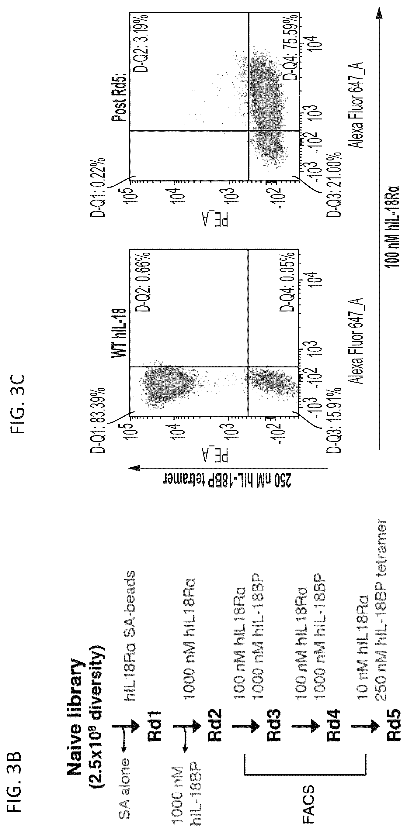 Patent US12564621 Figure 5 – Interleukin-18 variants and methods of use