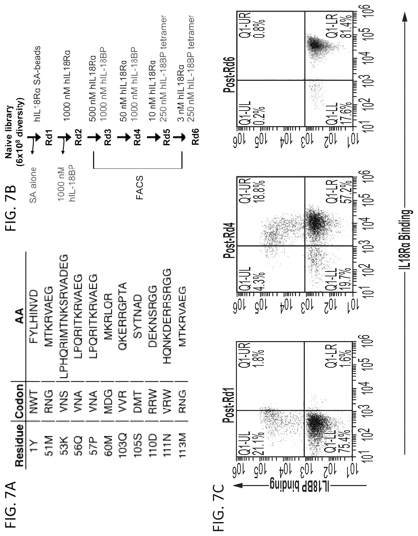 Patent US12564621 Figure 9 – Interleukin-18 variants and methods of use
