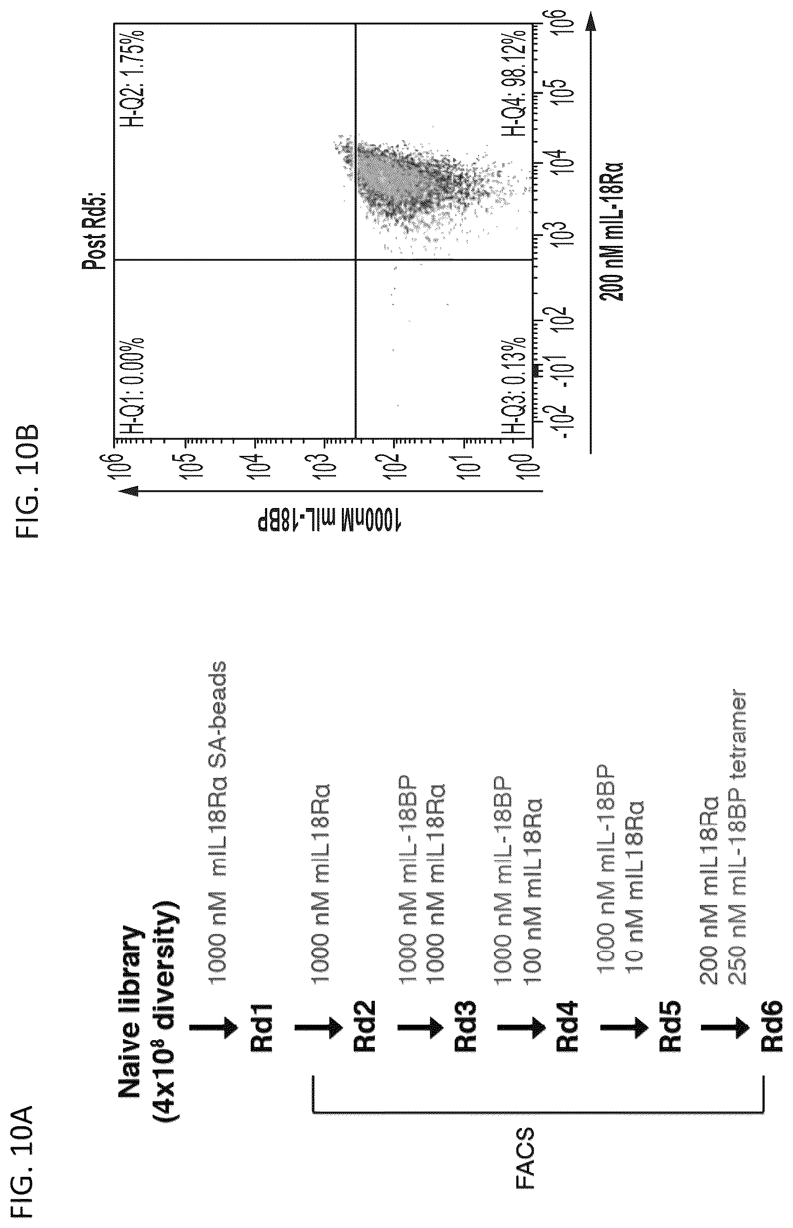 Patent US12564621 Figure 12 – Interleukin-18 variants and methods of use