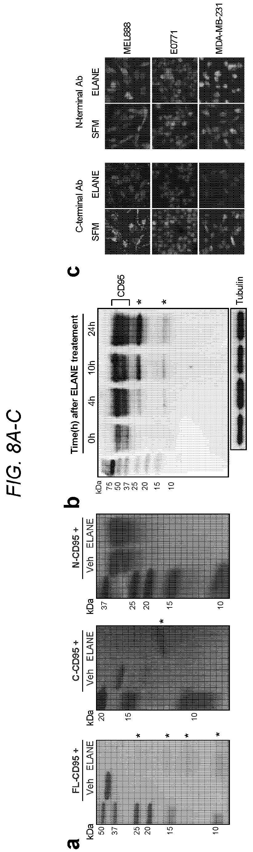 Patent US12564623 Figure 8 – Methods and compositions for treating cancer