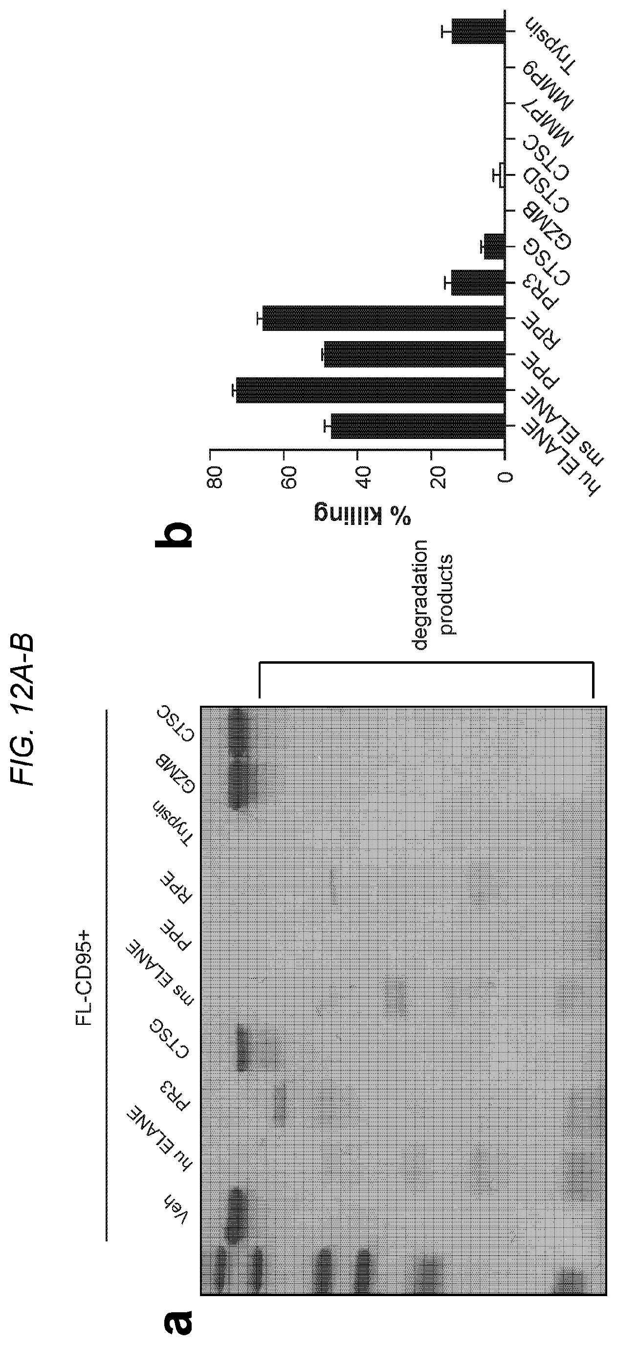 Patent US12564623 Figure 12 – Methods and compositions for treating cancer