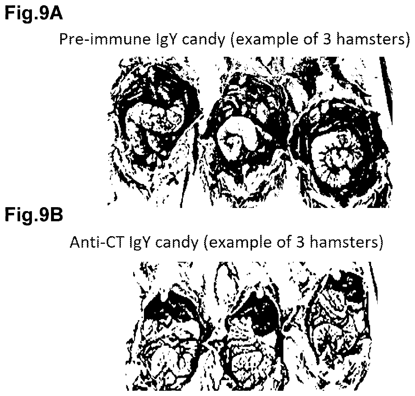 Patent US12564624 Figure 5 – Ostrich antibody for bacterial infectious diseases