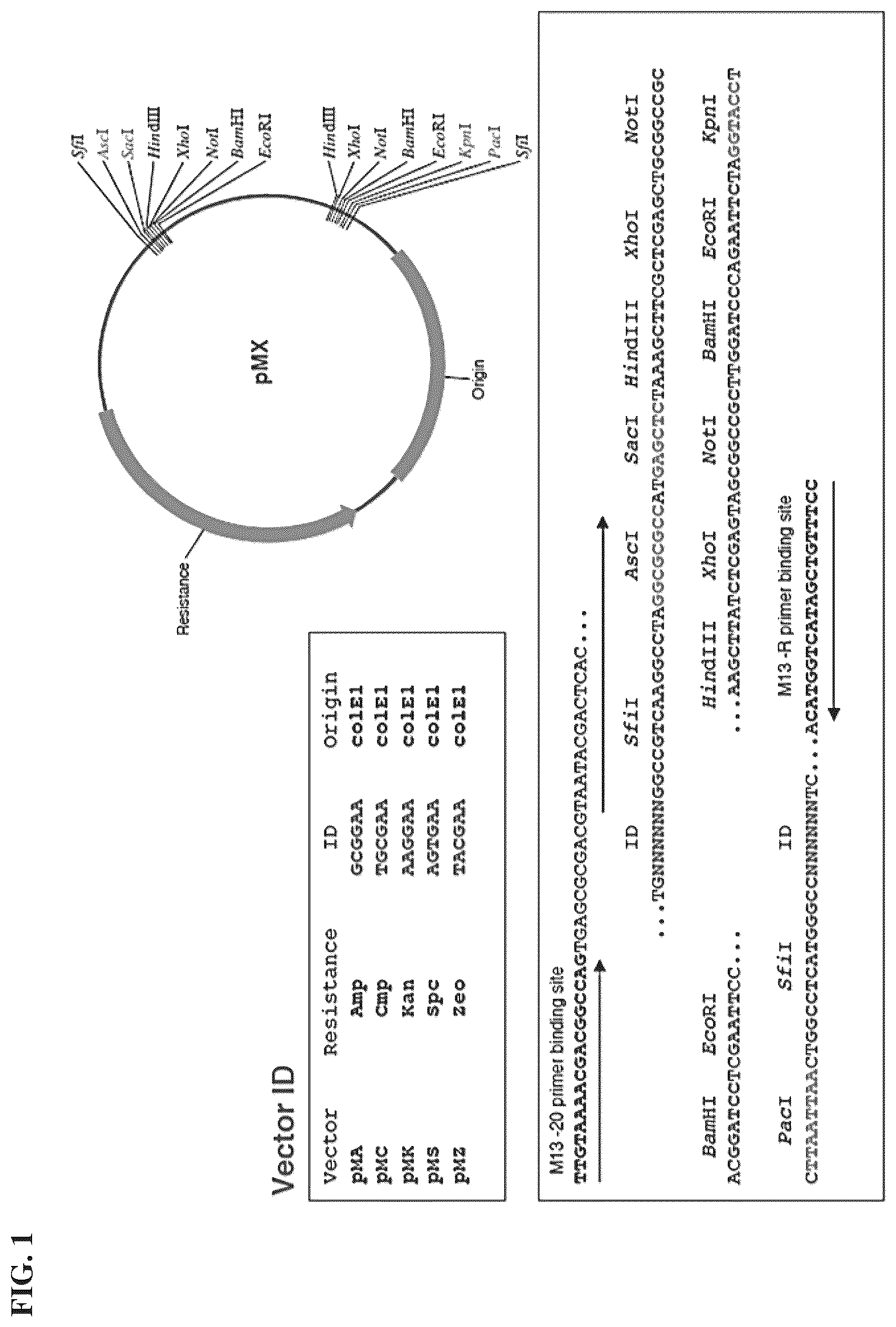 Patent US12564625 Figure 1 – Method of producing pharmaceutical compositions comprising immunogenic chikungunya virus CHIKV-Δ5nsP3