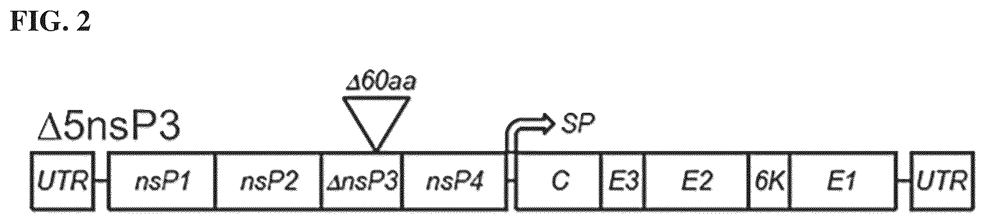 Patent US12564625 Figure 2 – Method of producing pharmaceutical compositions comprising immunogenic chikungunya virus CHIKV-Δ5nsP3