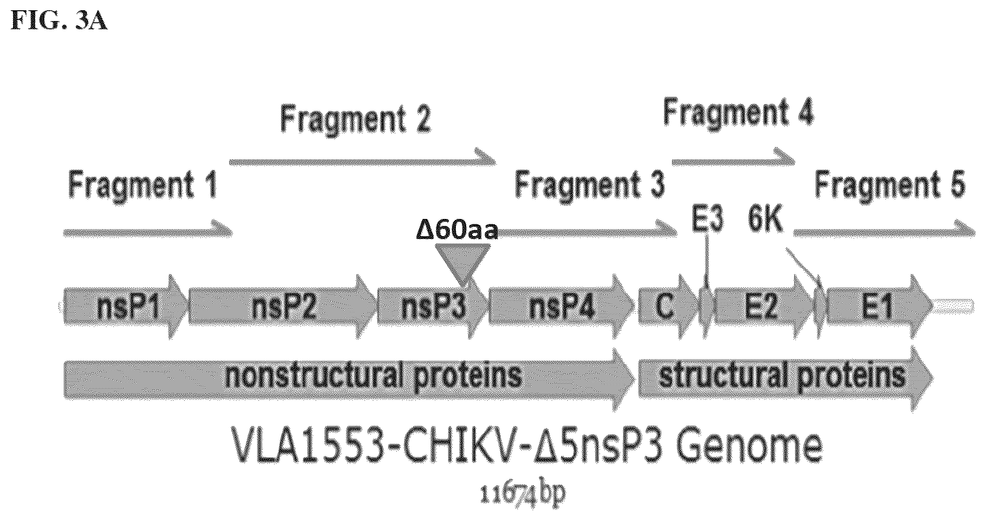 Patent US12564625 Figure 3 – Method of producing pharmaceutical compositions comprising immunogenic chikungunya virus CHIKV-Δ5nsP3