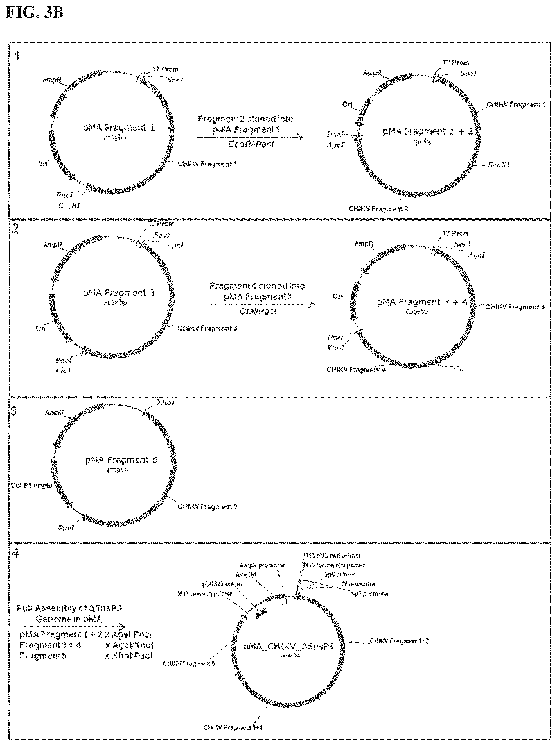 Patent US12564625 Figure 4 – Method of producing pharmaceutical compositions comprising immunogenic chikungunya virus CHIKV-Δ5nsP3