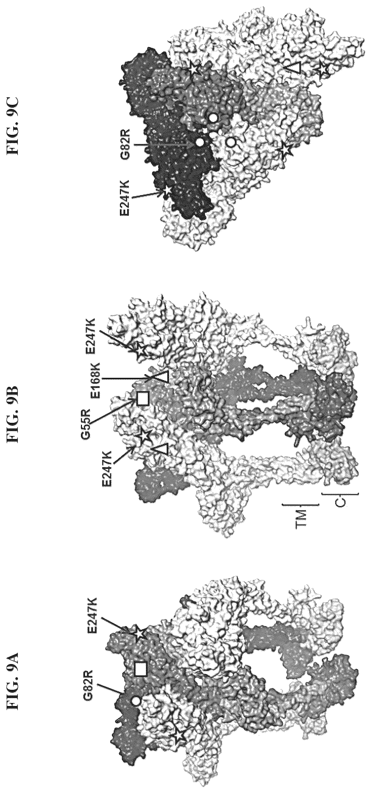 Patent US12564625 Figure 13 – Method of producing pharmaceutical compositions comprising immunogenic chikungunya virus CHIKV-Δ5nsP3