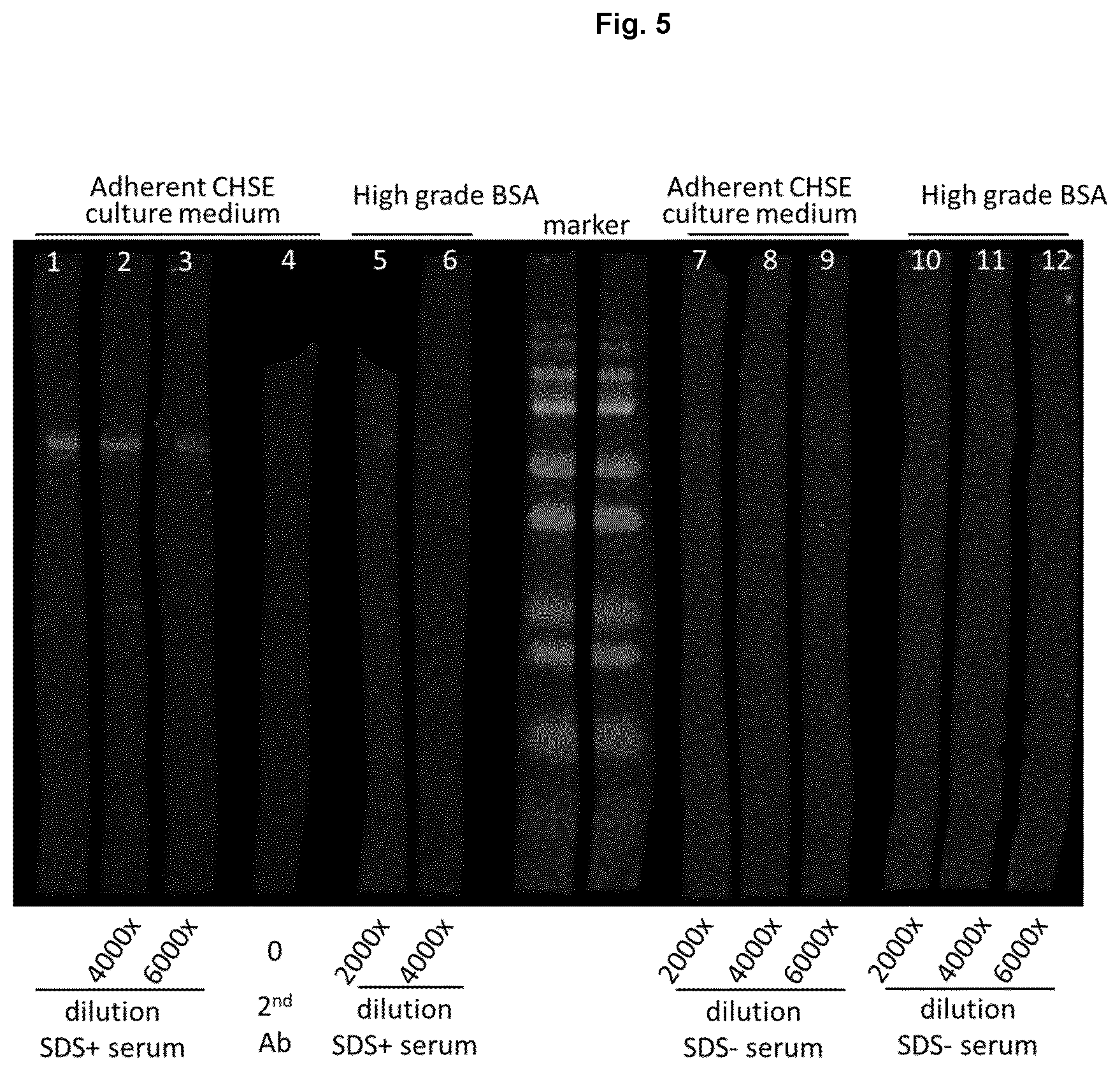 Patent US12564626 Figure 5 – Serum free intracellular pathogen vaccine