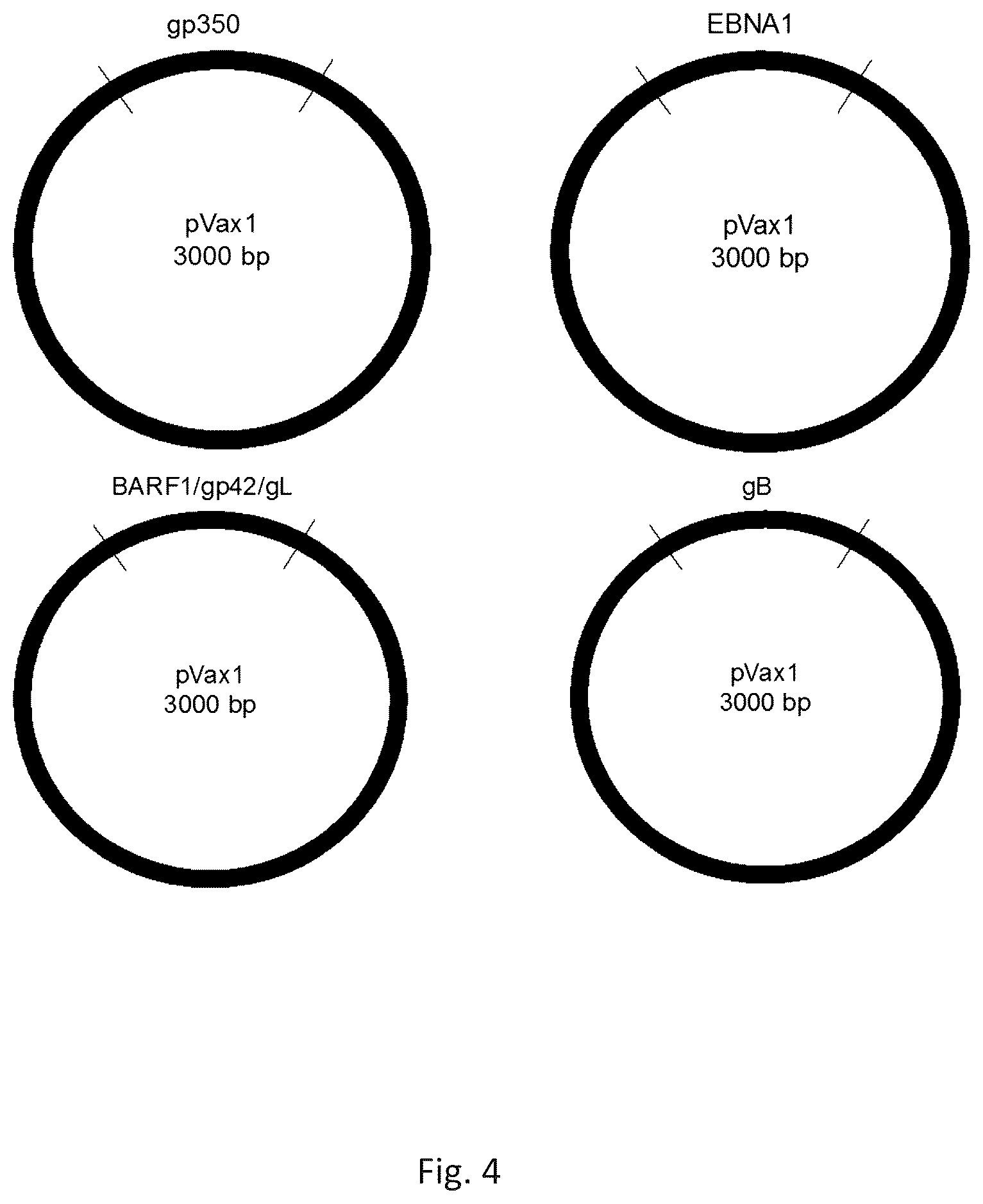 Patent US12564628 Figure 5 – Epstein-BARR virus nucleic acid constructs and vaccines made therefrom, and methods of using same