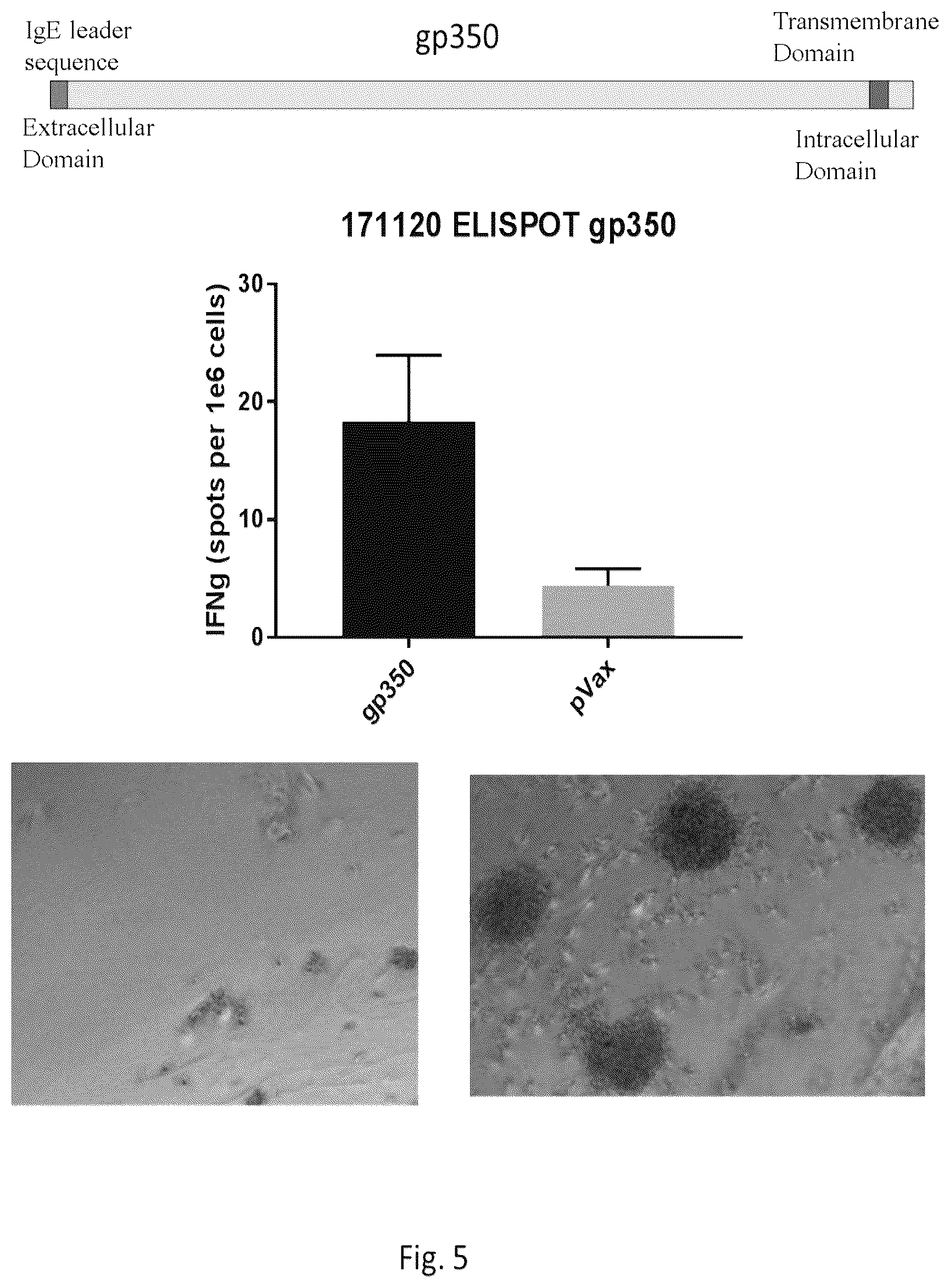 Patent US12564628 Figure 6 – Epstein-BARR virus nucleic acid constructs and vaccines made therefrom, and methods of using same