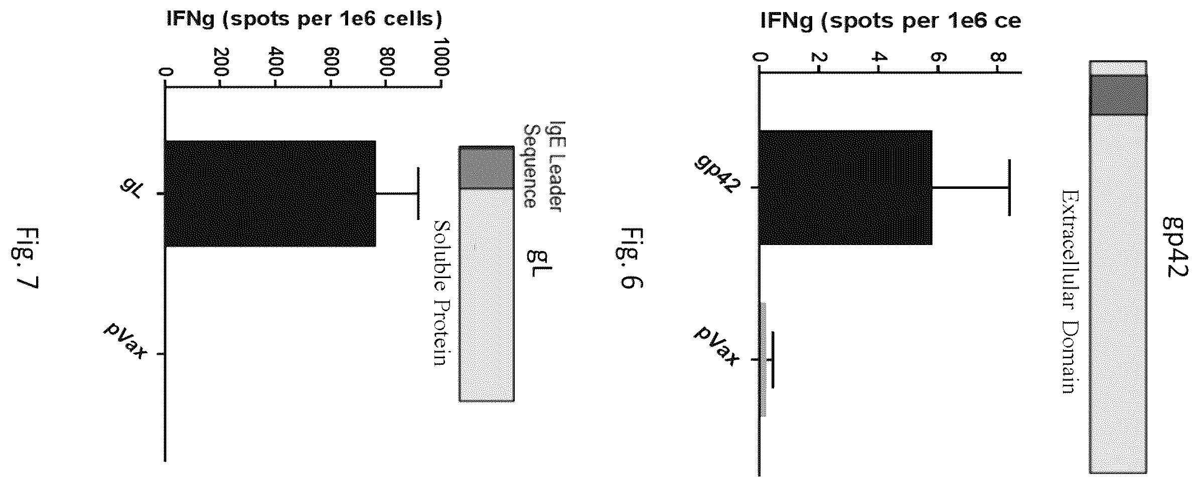 Patent US12564628 Figure 7 – Epstein-BARR virus nucleic acid constructs and vaccines made therefrom, and methods of using same
