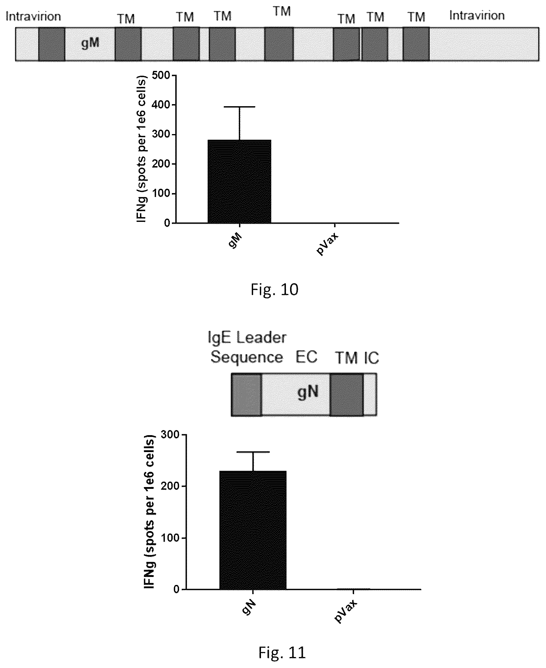 Patent US12564628 Figure 9 – Epstein-BARR virus nucleic acid constructs and vaccines made therefrom, and methods of using same