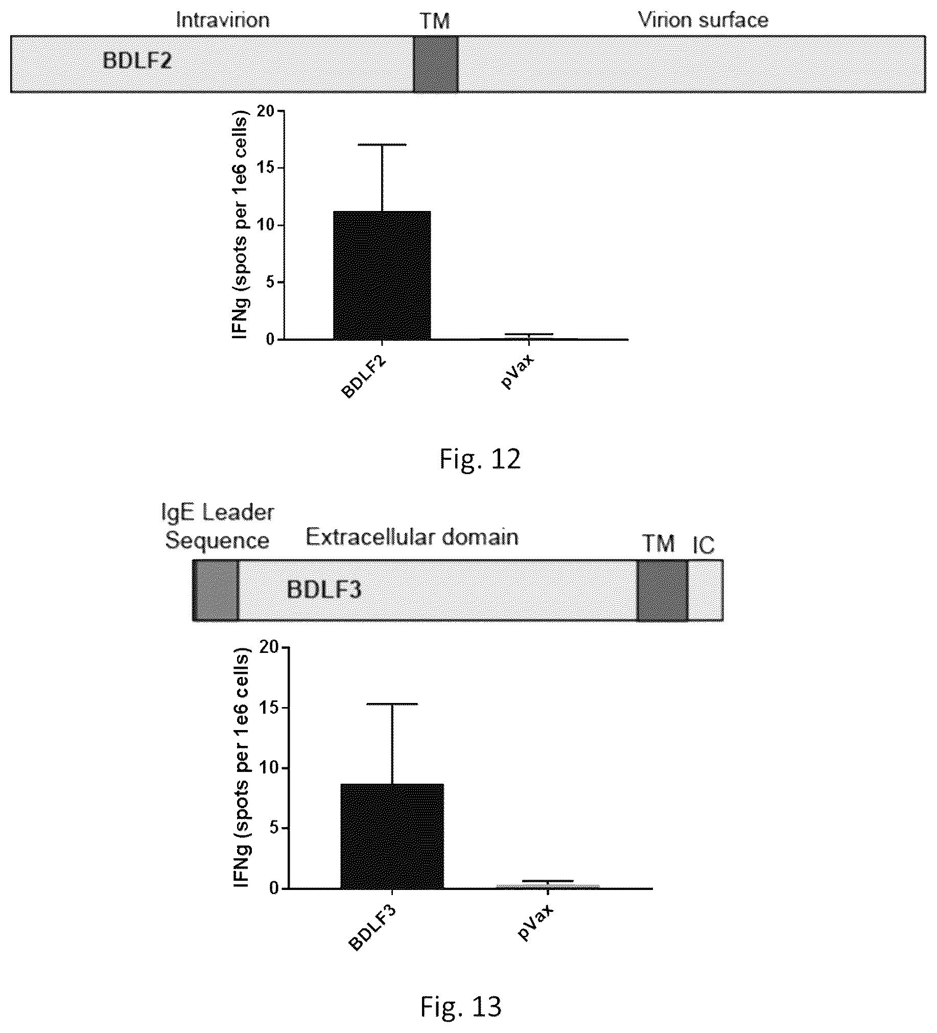 Patent US12564628 Figure 10 – Epstein-BARR virus nucleic acid constructs and vaccines made therefrom, and methods of using same