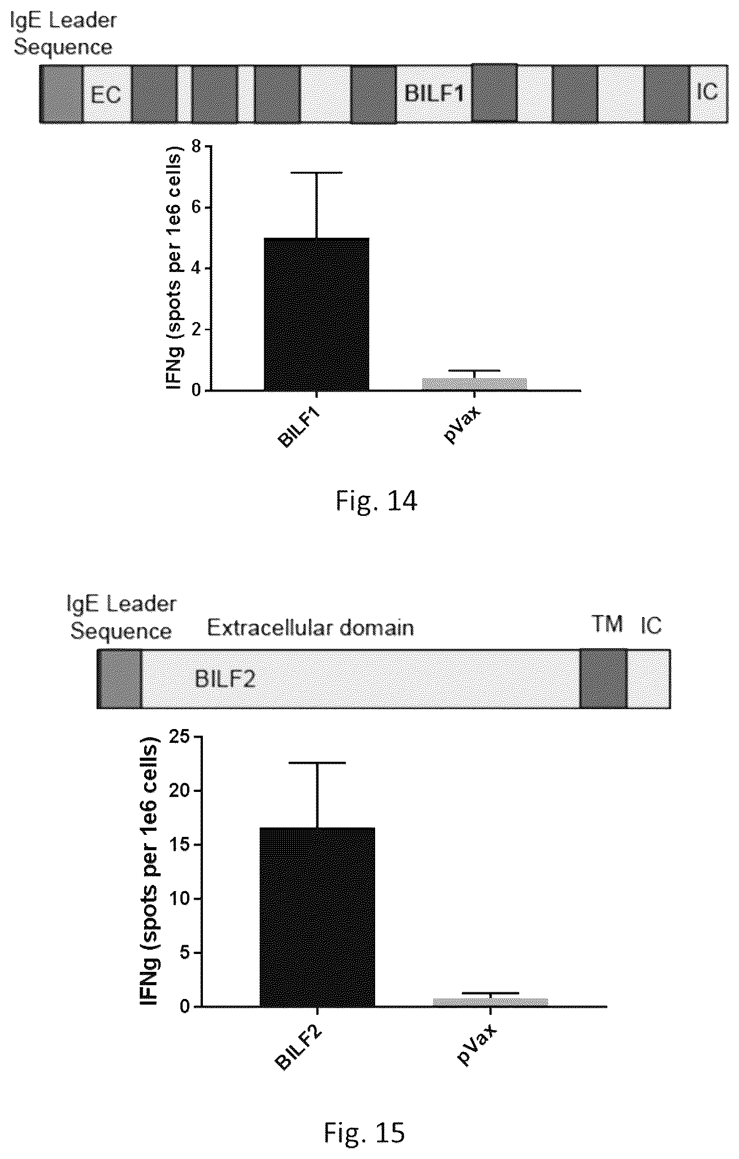 Patent US12564628 Figure 11 – Epstein-BARR virus nucleic acid constructs and vaccines made therefrom, and methods of using same