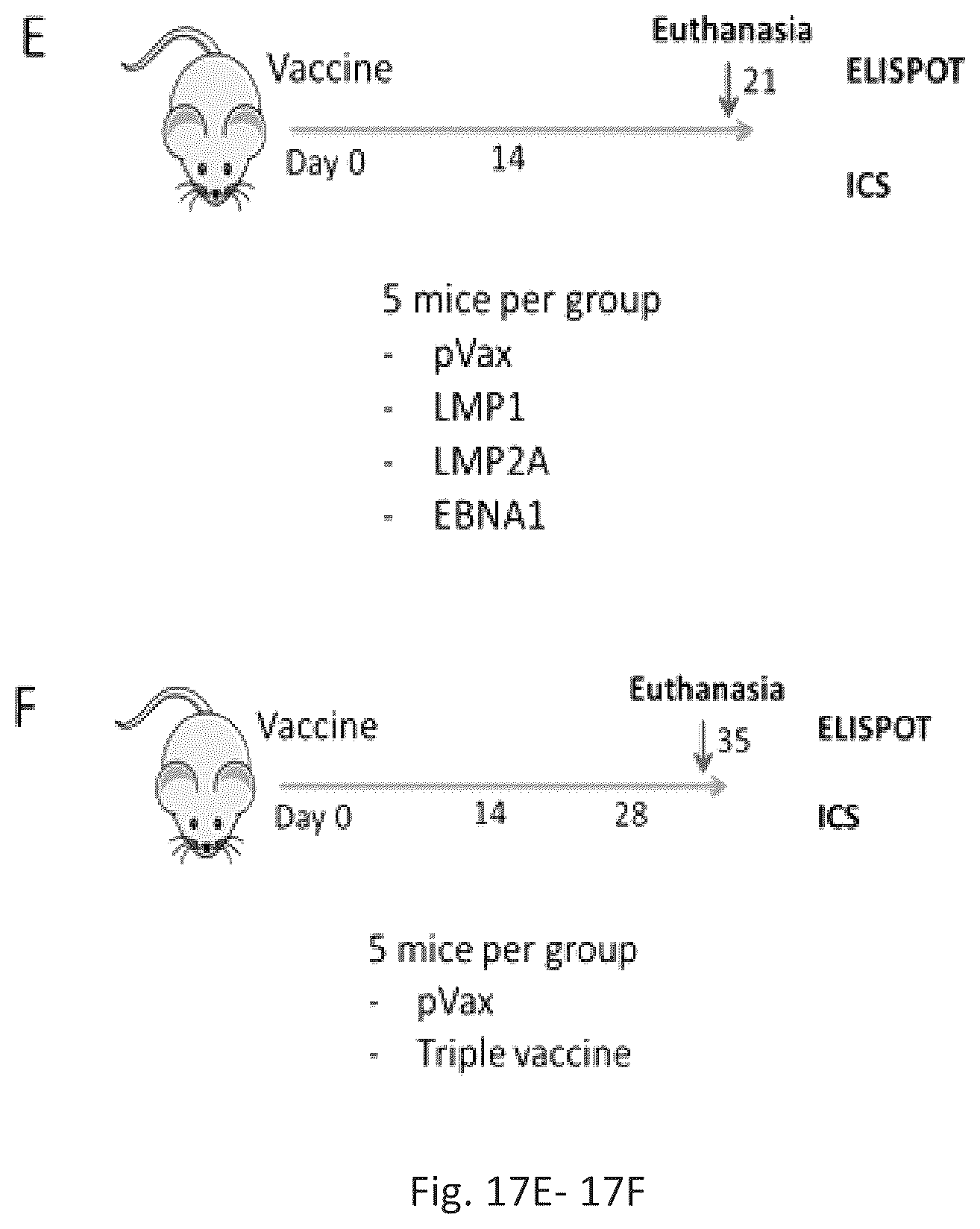Patent US12564628 Figure 14 – Epstein-BARR virus nucleic acid constructs and vaccines made therefrom, and methods of using same