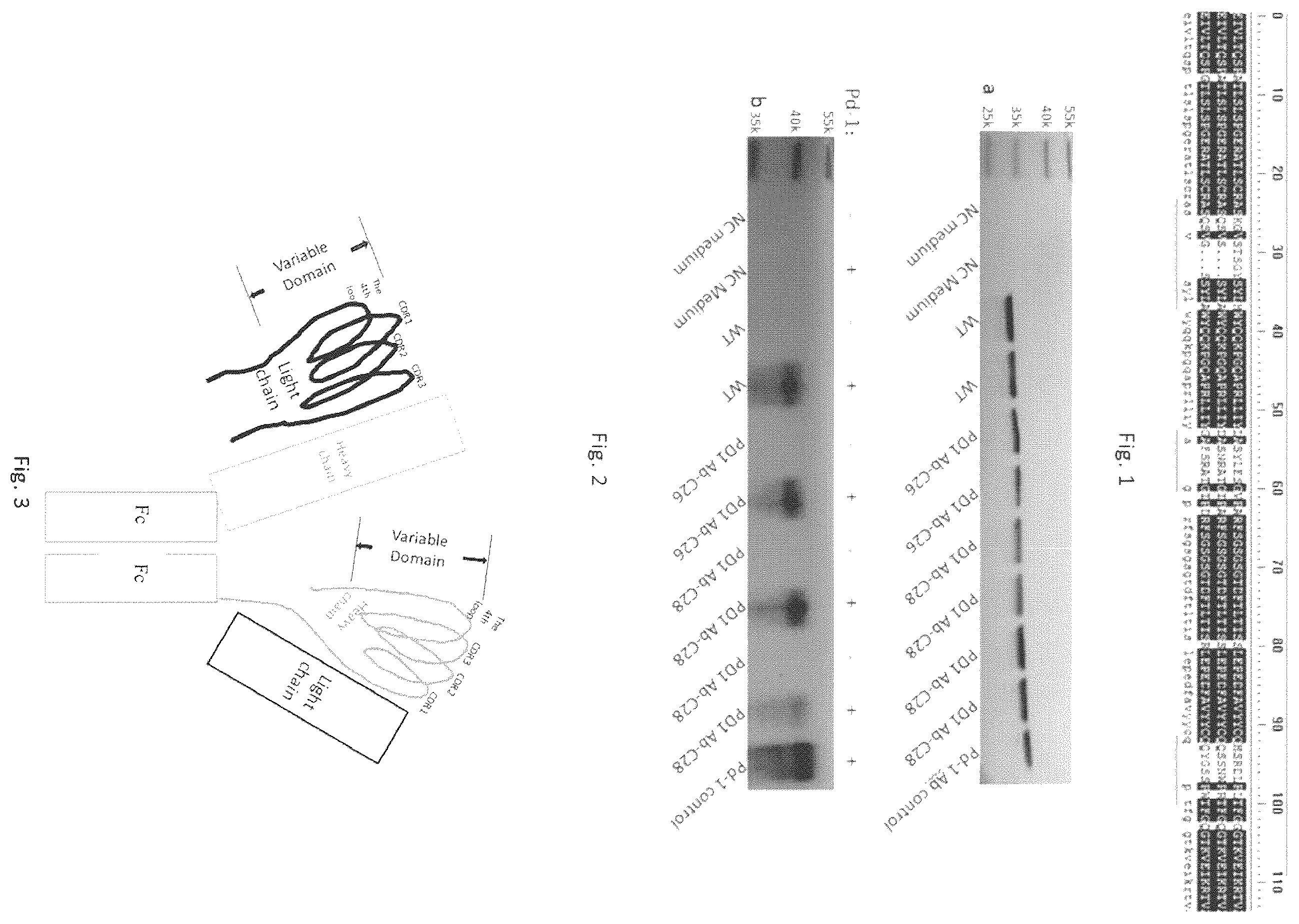 Patent US12564632 Figure 1 – Conjugates of biomolecule and use thereof