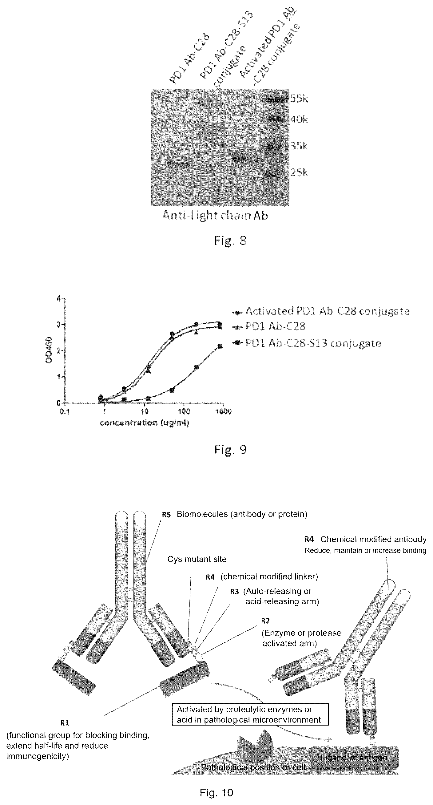 Patent US12564632 Figure 3 – Conjugates of biomolecule and use thereof