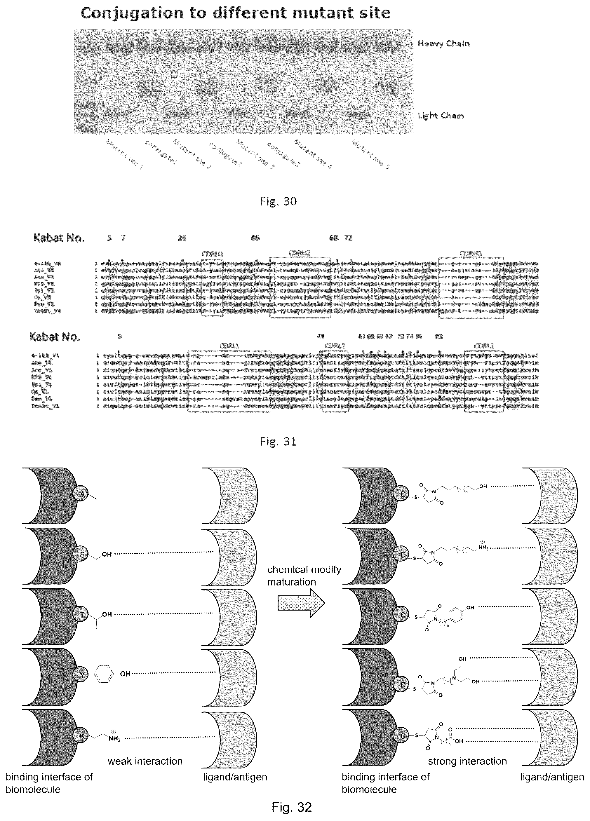 Patent US12564632 Figure 11 – Conjugates of biomolecule and use thereof